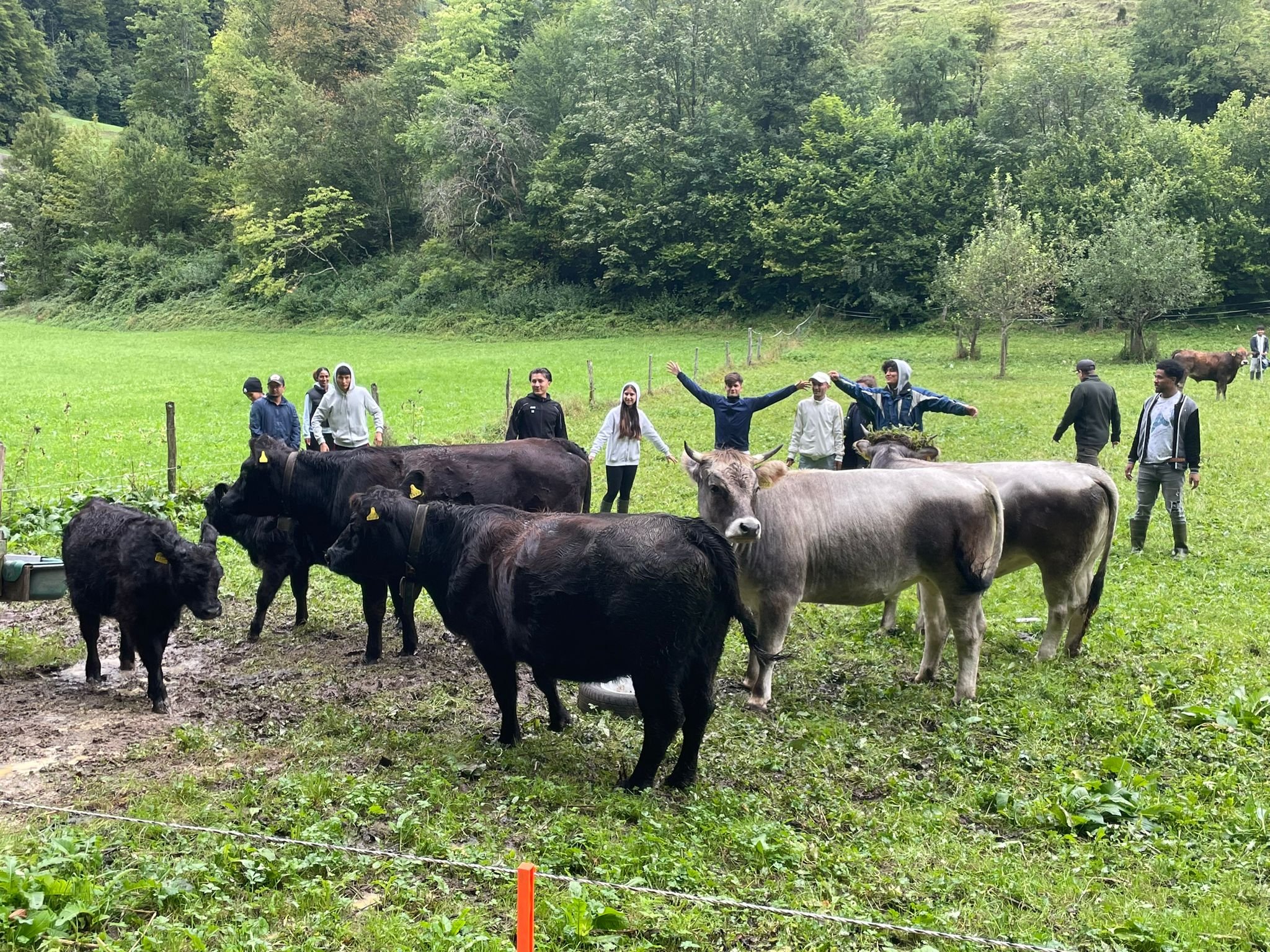 Mehrere Kühe auf einer grünen Wiese mit bemoosten Bäumen im Hintergrund, umgeben von einer Gruppe von Menschen, die unterschiedliche Bewegungen machen, darunter ein Mann mit ausgebreiteten Armen. Der Himmel ist leicht bewölkt.