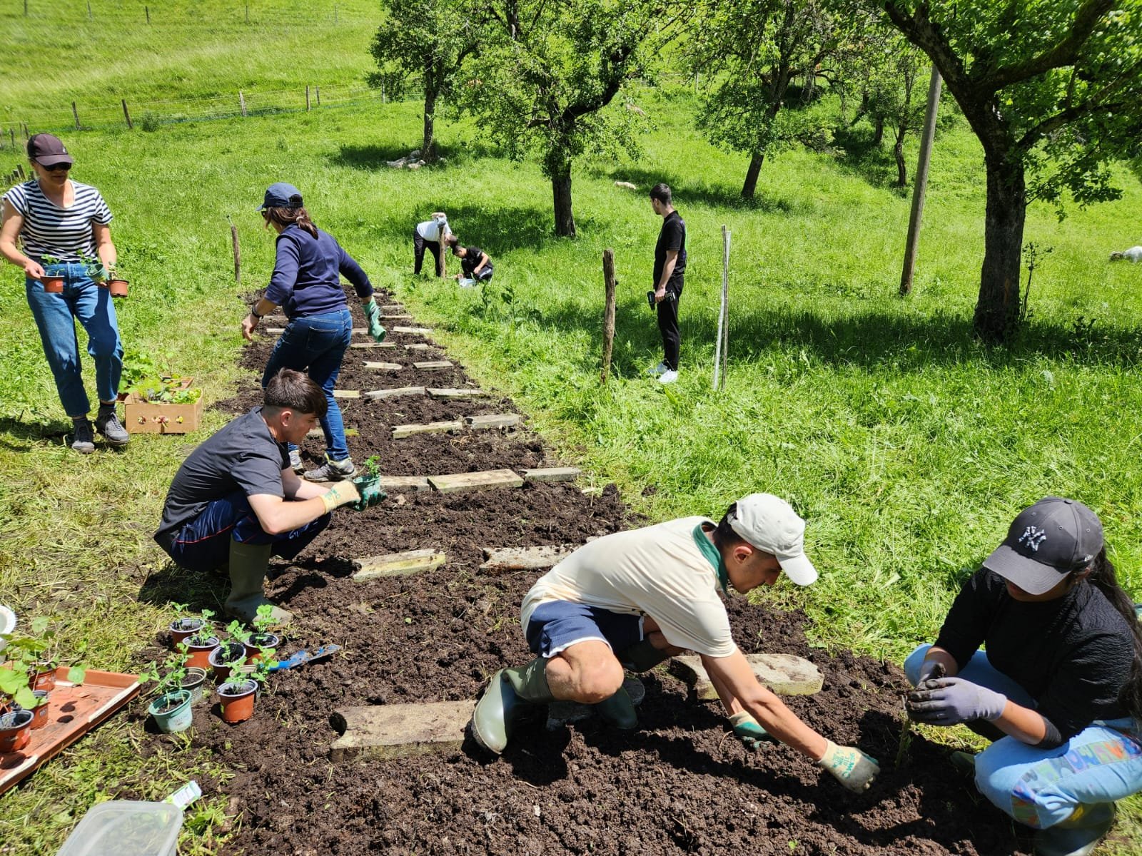Gruppe von Menschen pflanzt Setzlinge in einem Garten oder Bauernhof, grüne Umgebung, sonnige Bedingungen.