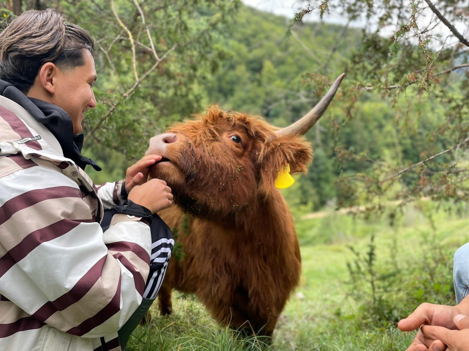 Eine Person in einer gestreiften Jacke interagiert mit einer Hochlandkuh auf einer Wiese. Die Kuh hat ein zotteliges braunes Fell und ein gelbes Etikett im Ohr. Im Hintergrund sind Bäume und ein bewaldetes Gebiet zu sehen.