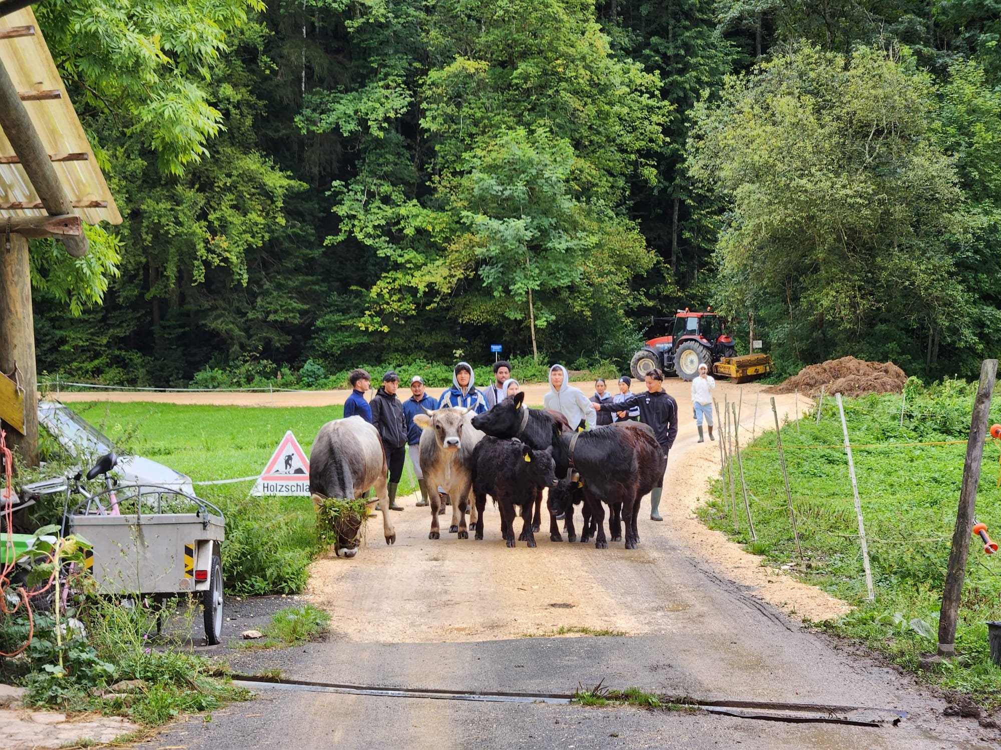 Eine Gruppe von Menschen führt Rinder auf einem ländlichen Weg. Im Hintergrund sind ein Traktor und ein Wald zu sehen. Ein Schild mit der Aufschrift "Holzschlag" steht am Wegesrand.