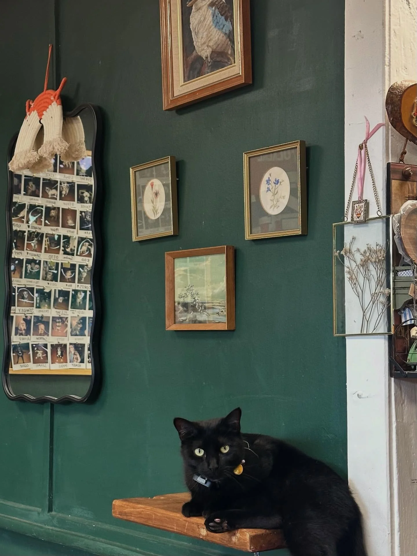 This is your sign to put up a perch for your shop cat