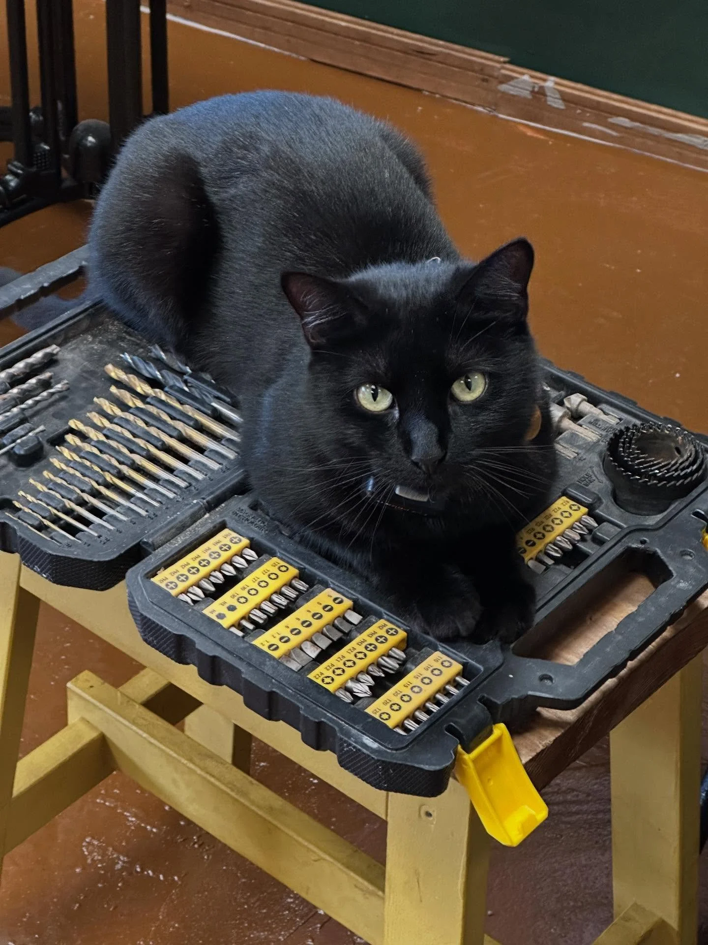 Happy international cat day to our favourite little cat 🐈‍⬛