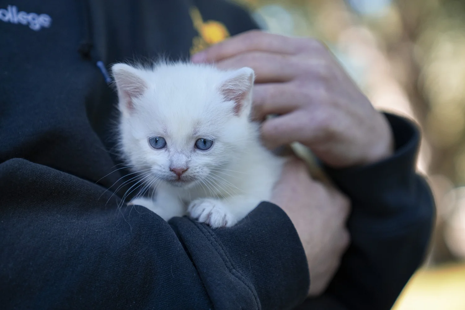 Student with kitten at Changing Lives
