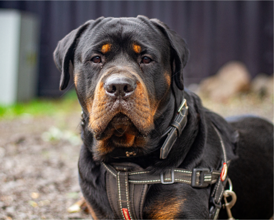 Education through dogs at Changing Lives SEN school Manchester