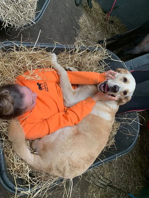 Therapy dogs at Changing Lives Independent School