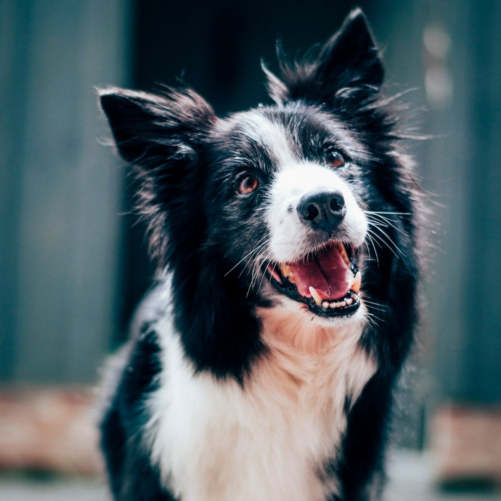 A happy black and white dog with pointy ears, open mouth, and a joyful expression.