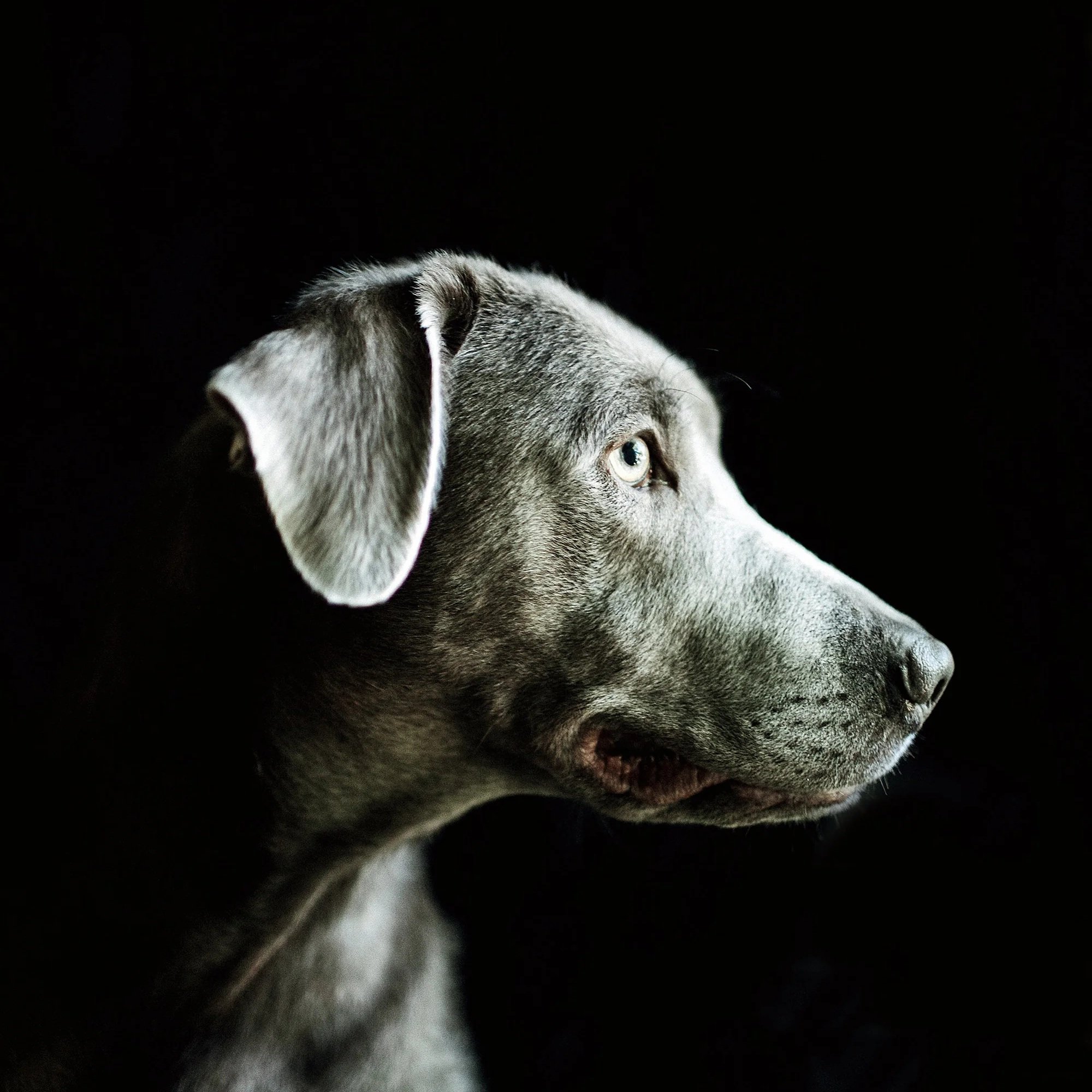 Profile of a gray dog with piercing eyes against a black background.