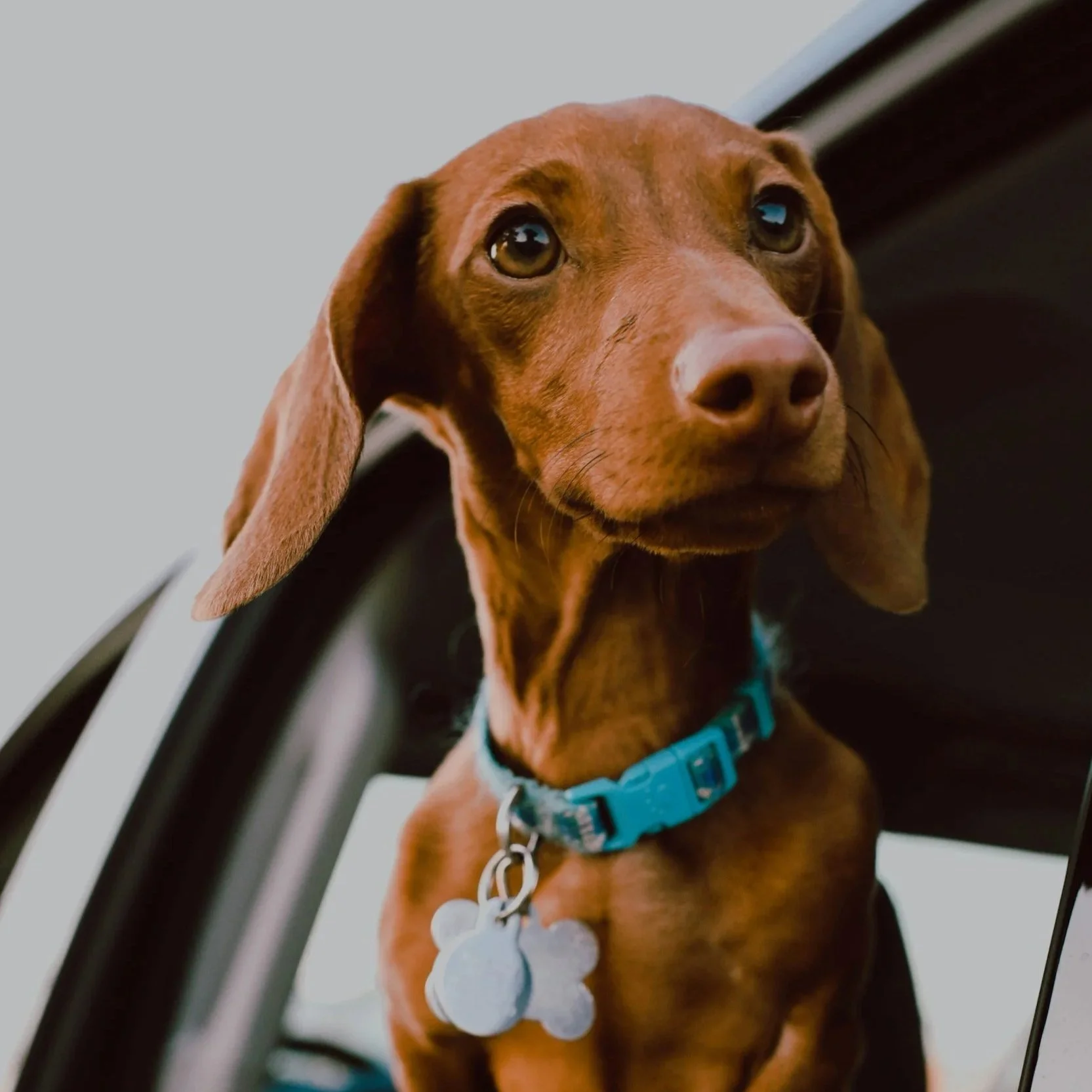 A brown dachshund dog with floppy ears looking out of a car window.