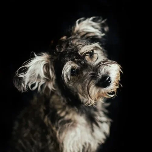 A cute, fluffy dog with curly fur looking at the camera against a dark background.