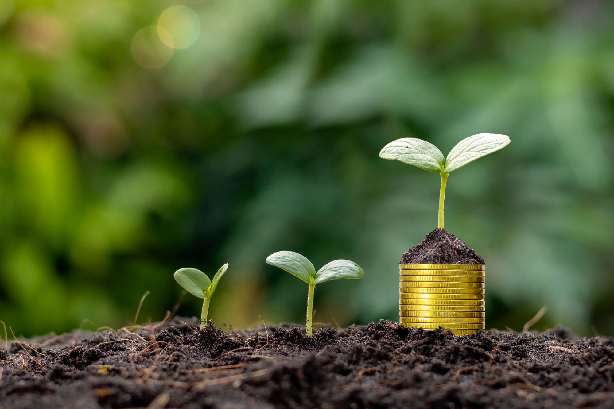 Trois jeunes plantes poussant dans du sol; la plus grande pousse sur une pile de pièces d'or. Arrière-plan flou de verdure.