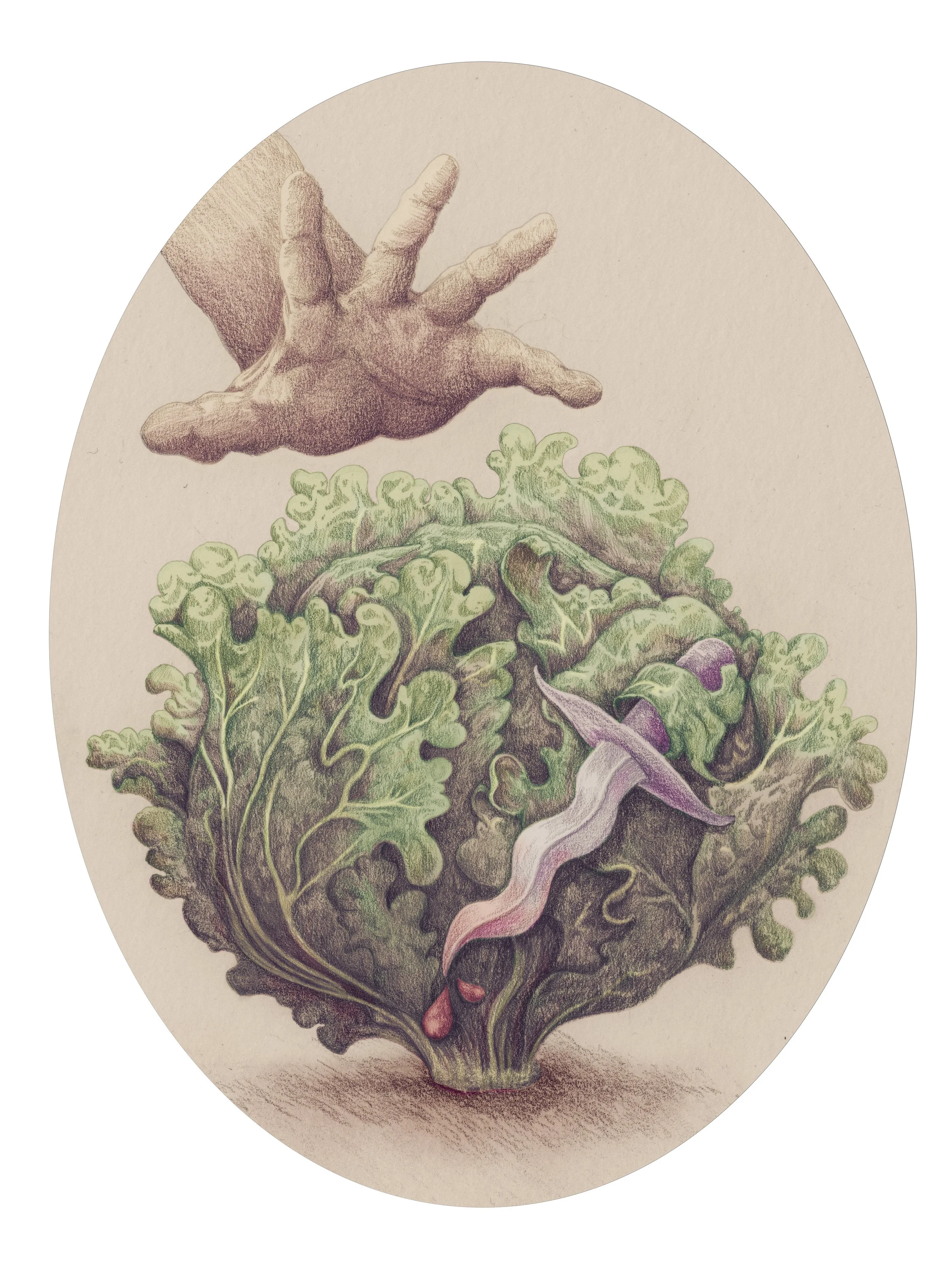 Lettuce