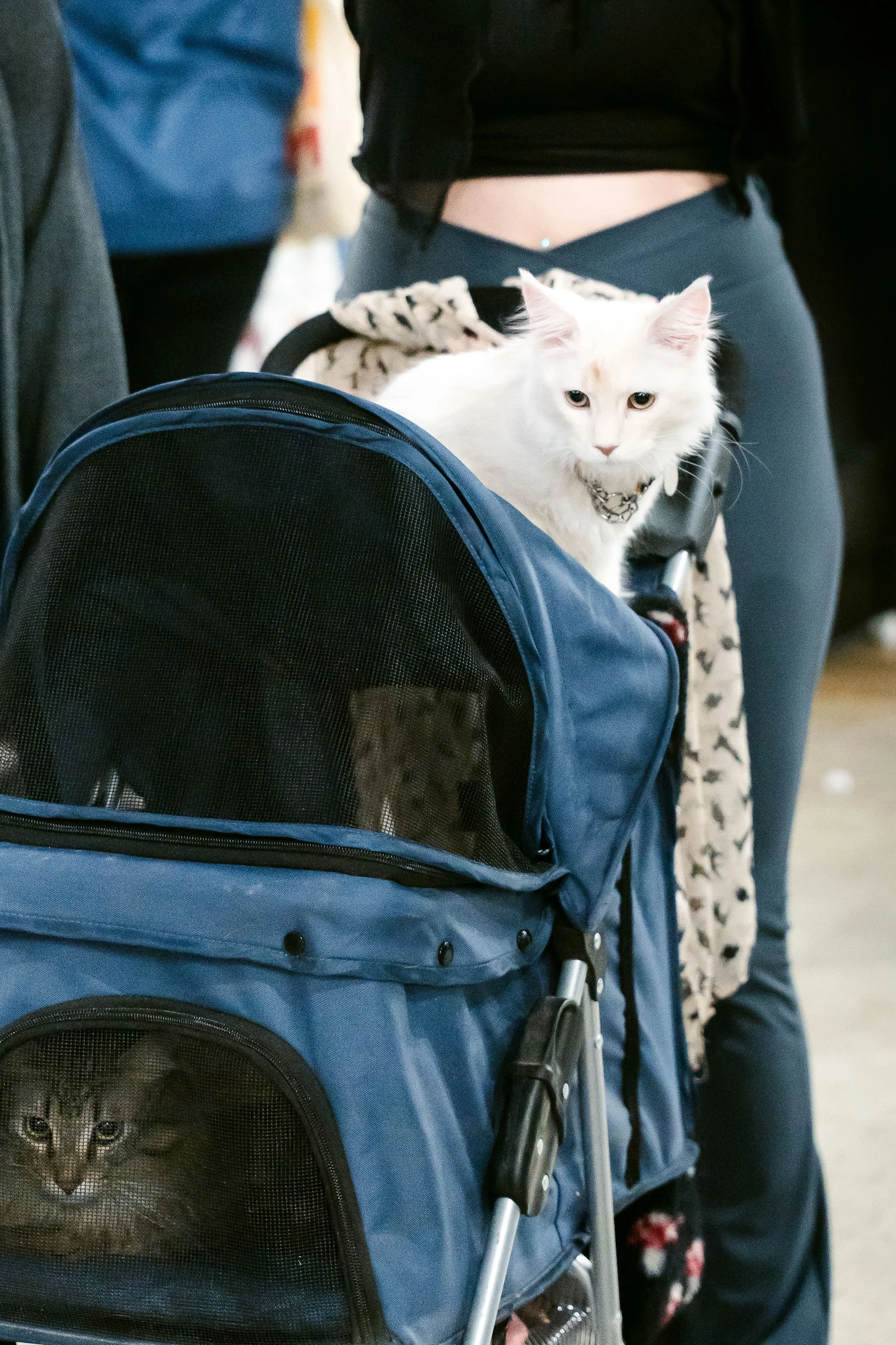 meow mania cats-63.jpg