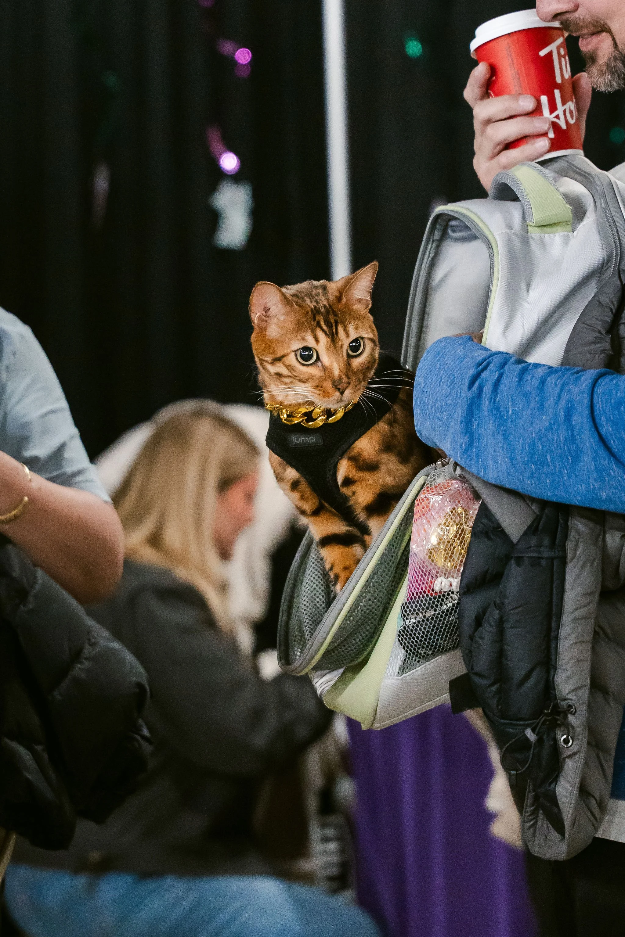 meow mania cats-49.jpg