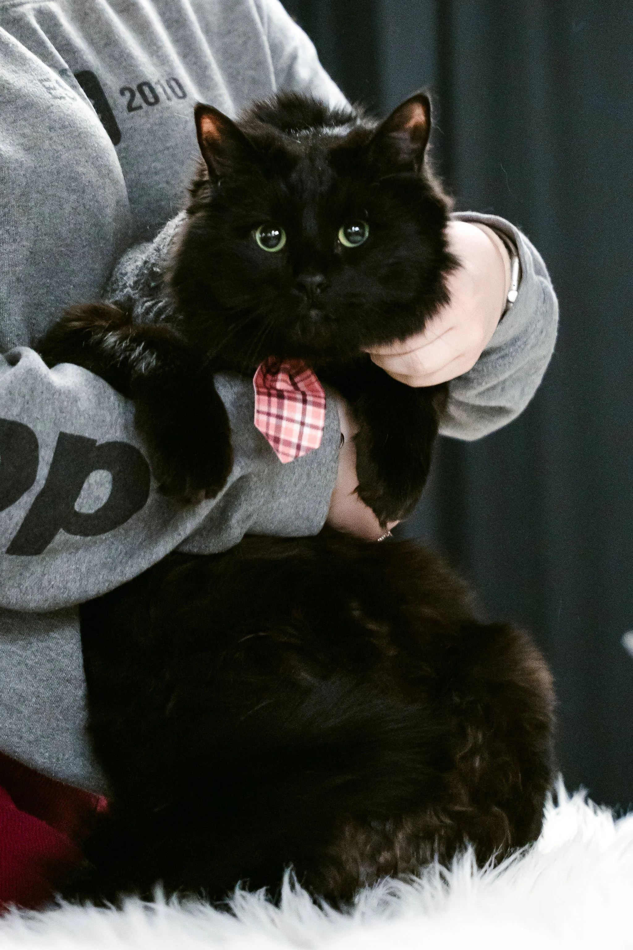 meow mania best dressed-13.jpg