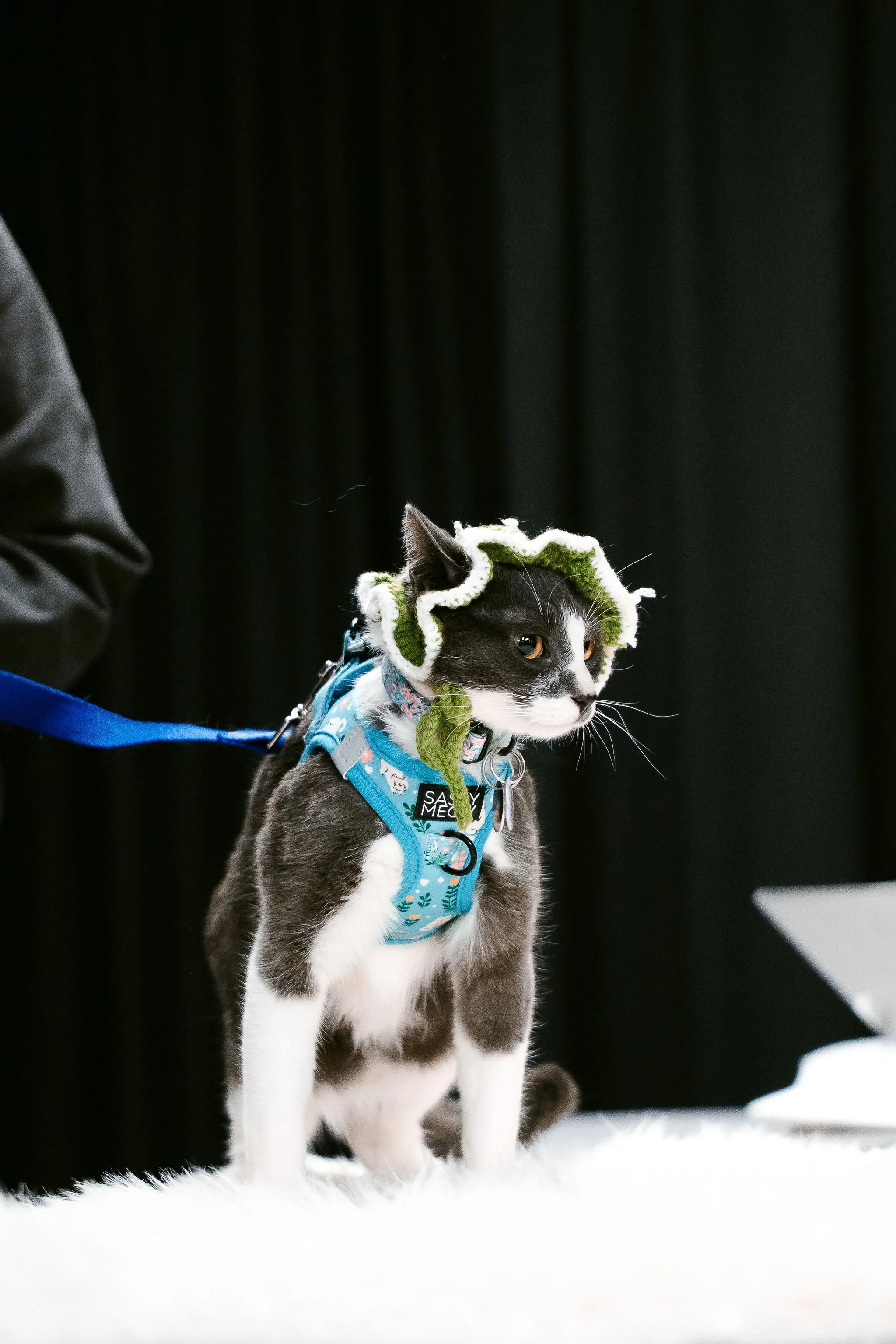 meow mania best dressed-24.jpg