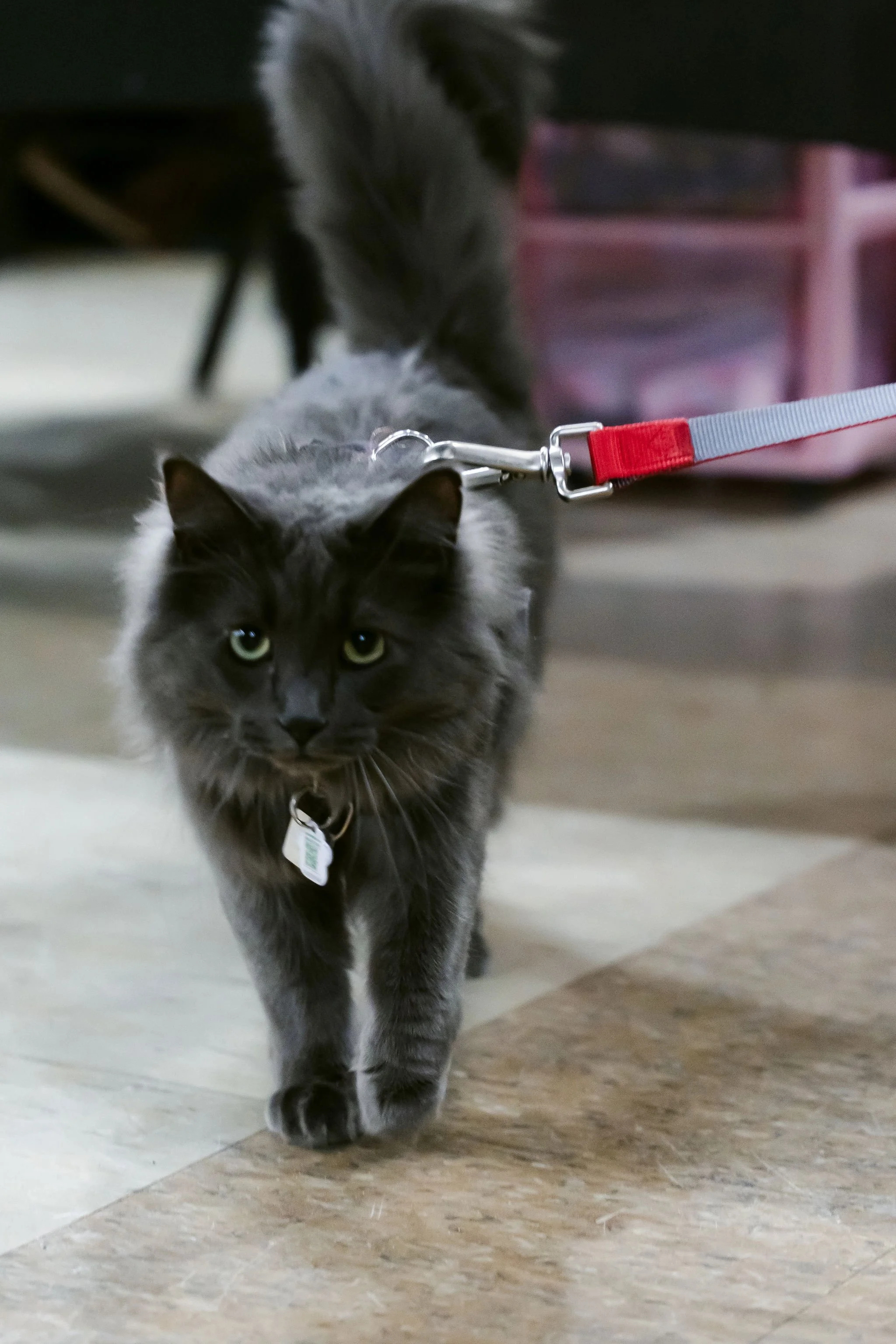 meow mania cats-36.jpg