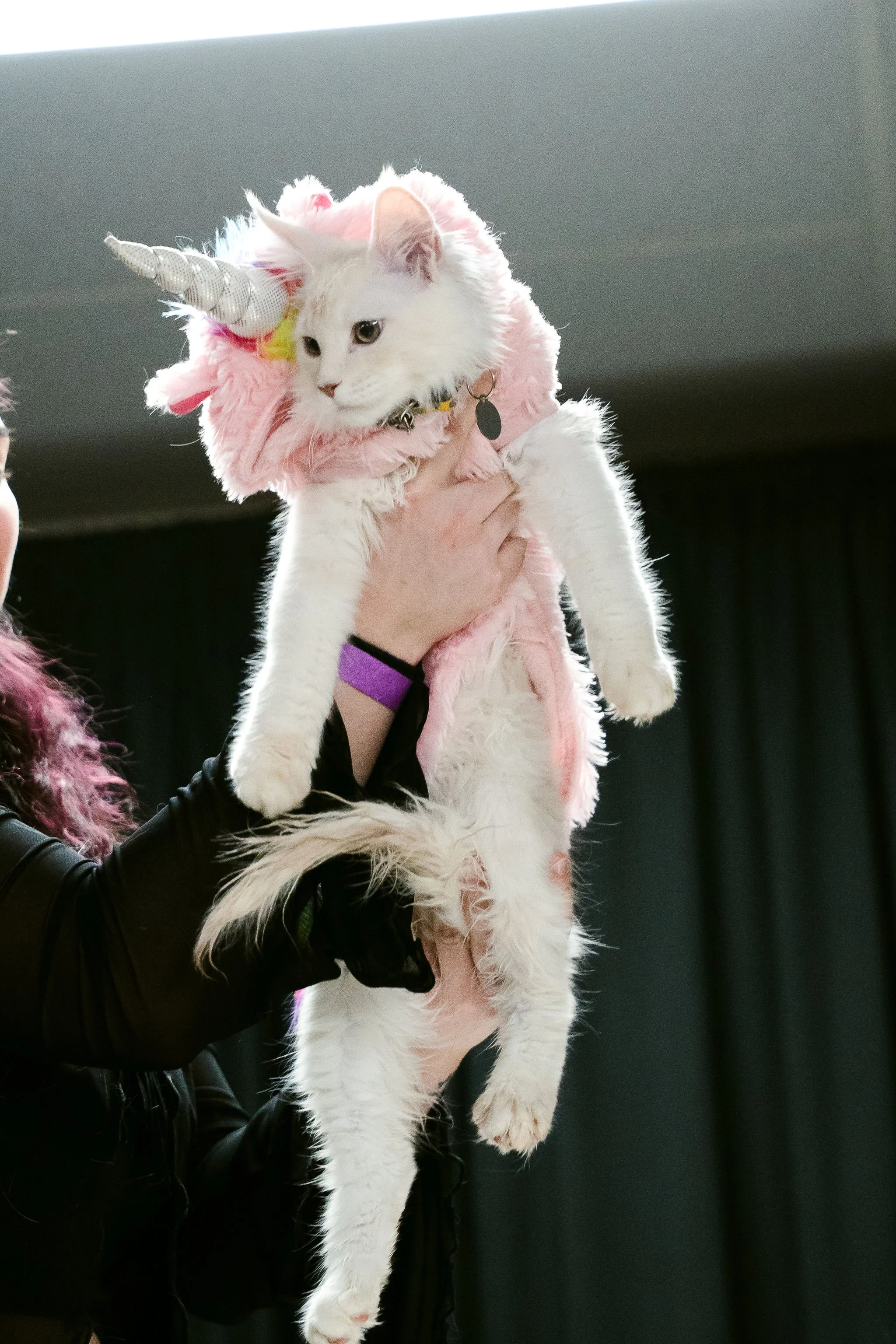meow mania best dressed-10.jpg