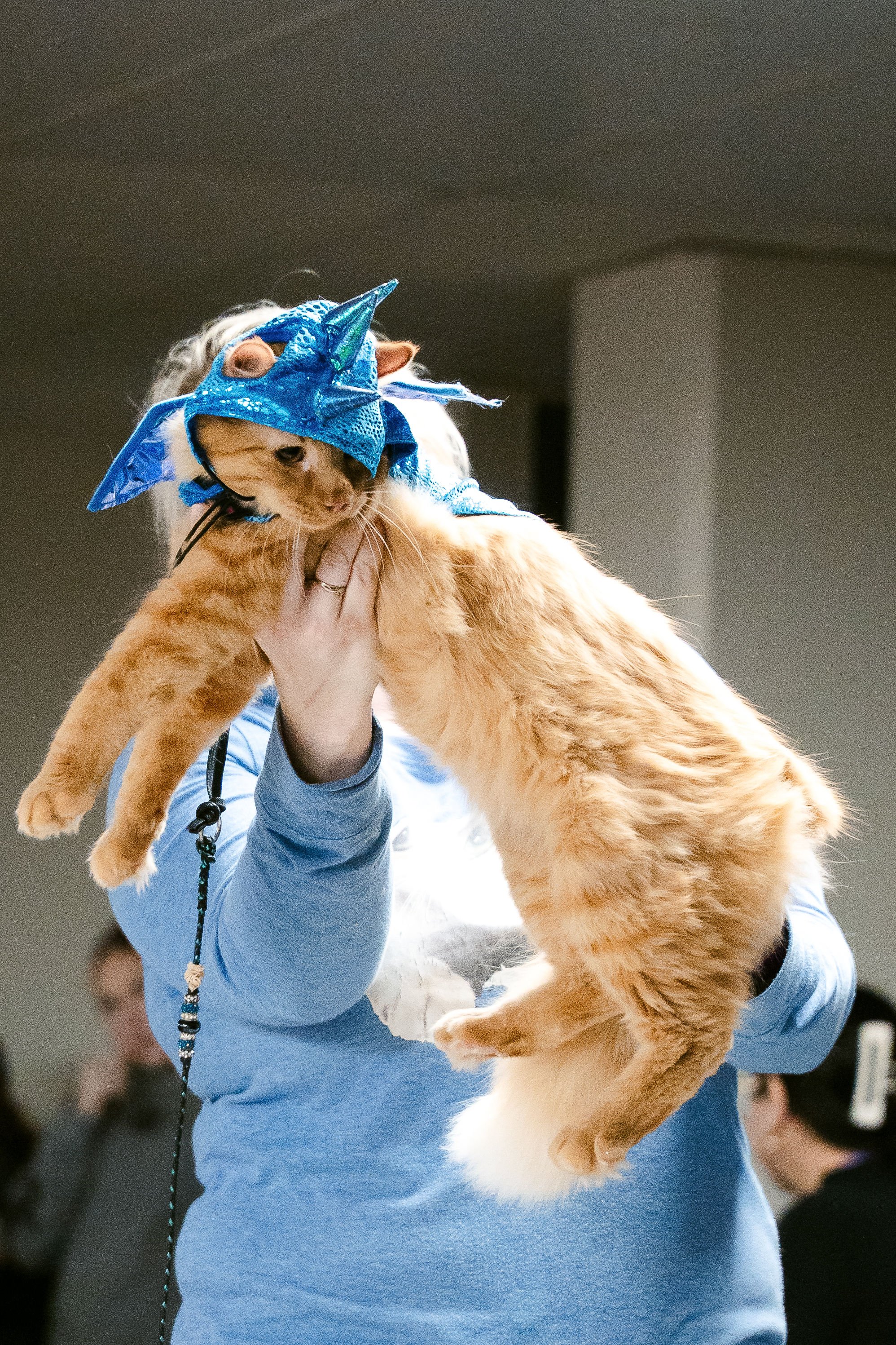 meow mania best dressed-3.jpg