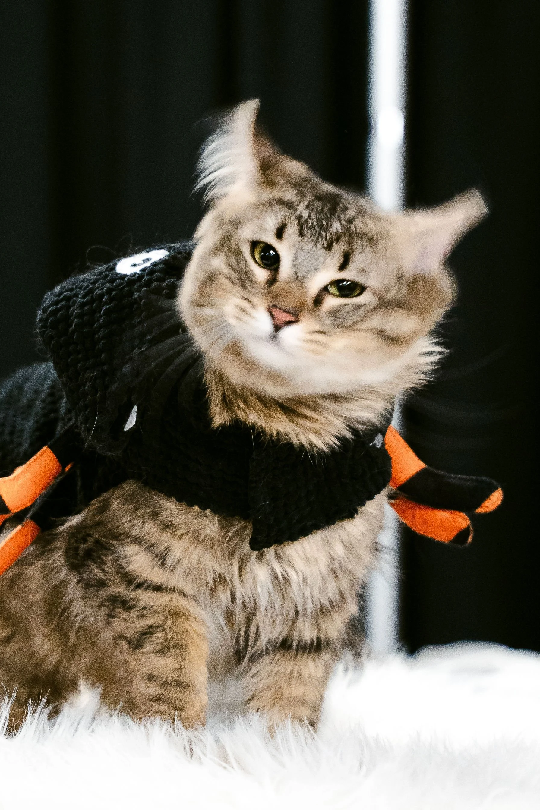 meow mania best dressed-20.jpg