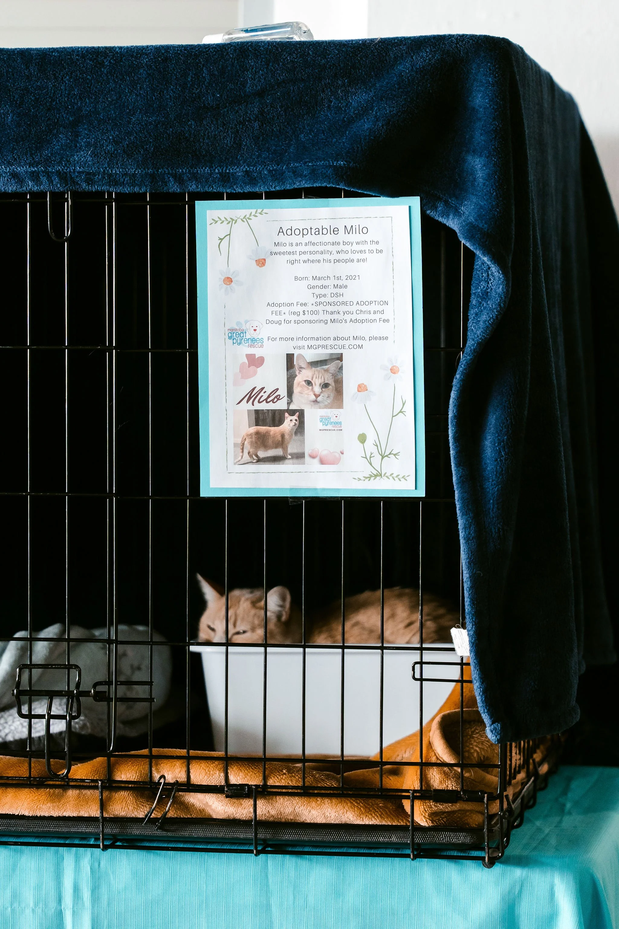 meow mania cats-7.jpg