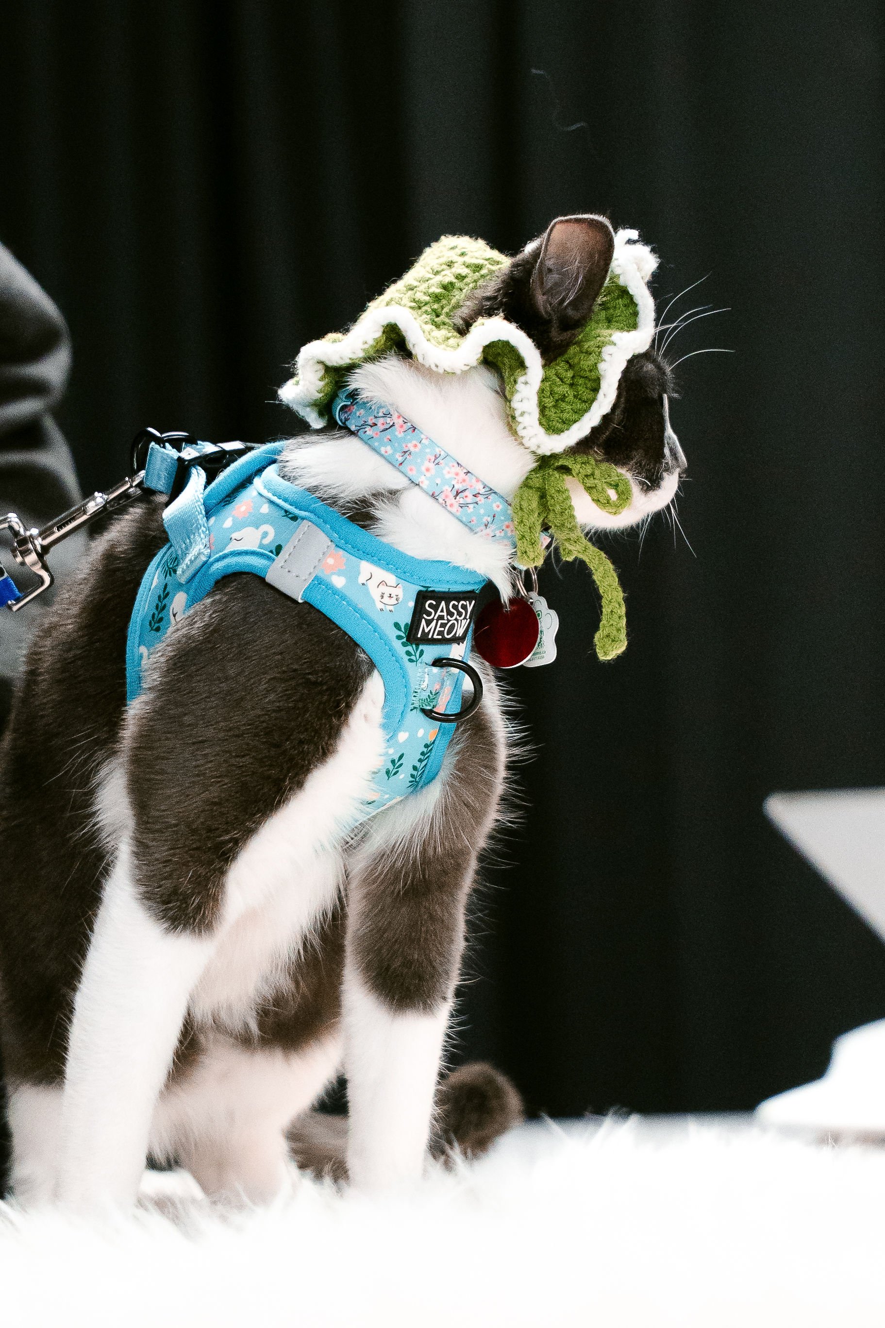 meow mania best dressed-25.jpg