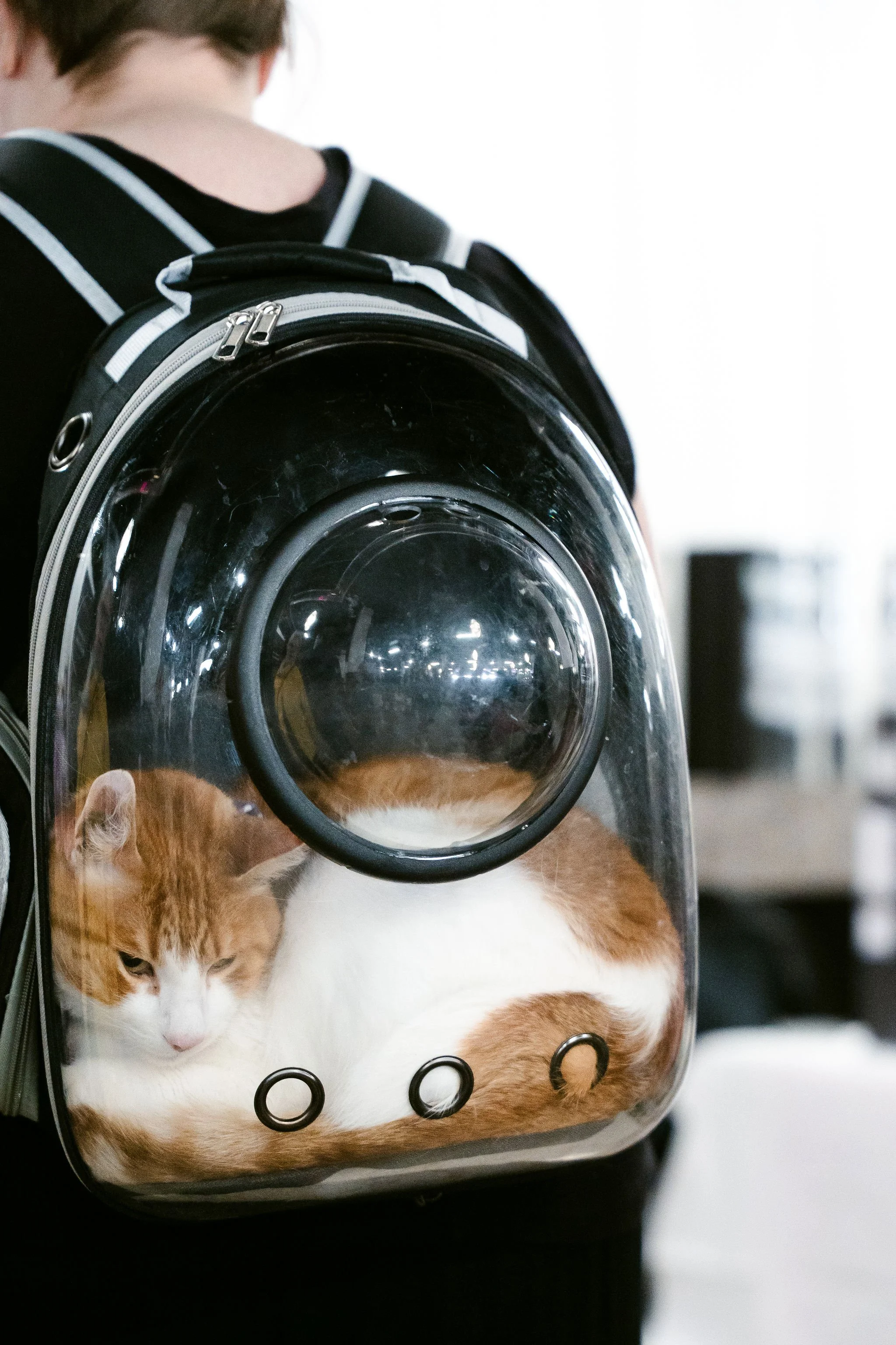 meow mania cats-55.jpg