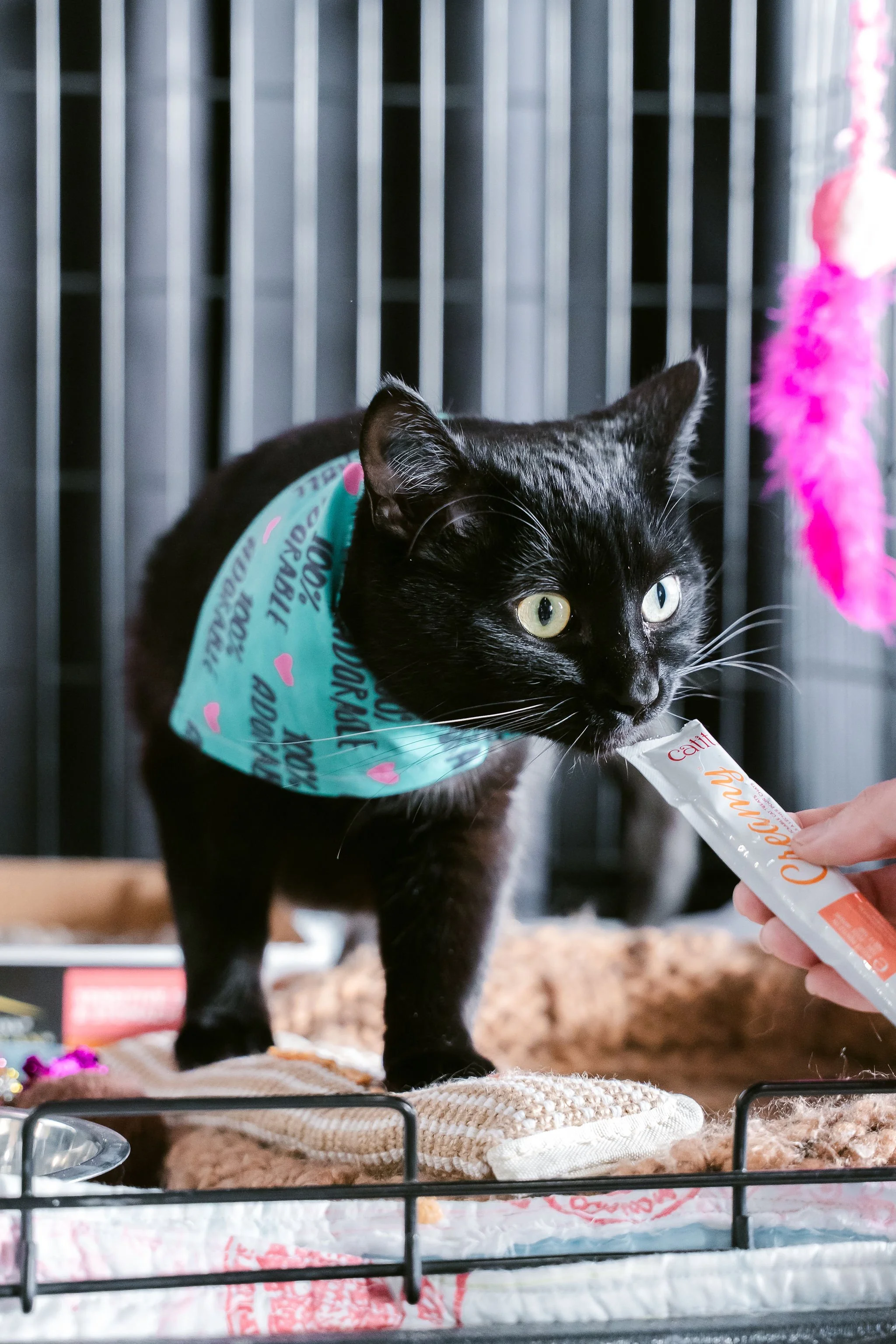 meow mania cats-16.jpg