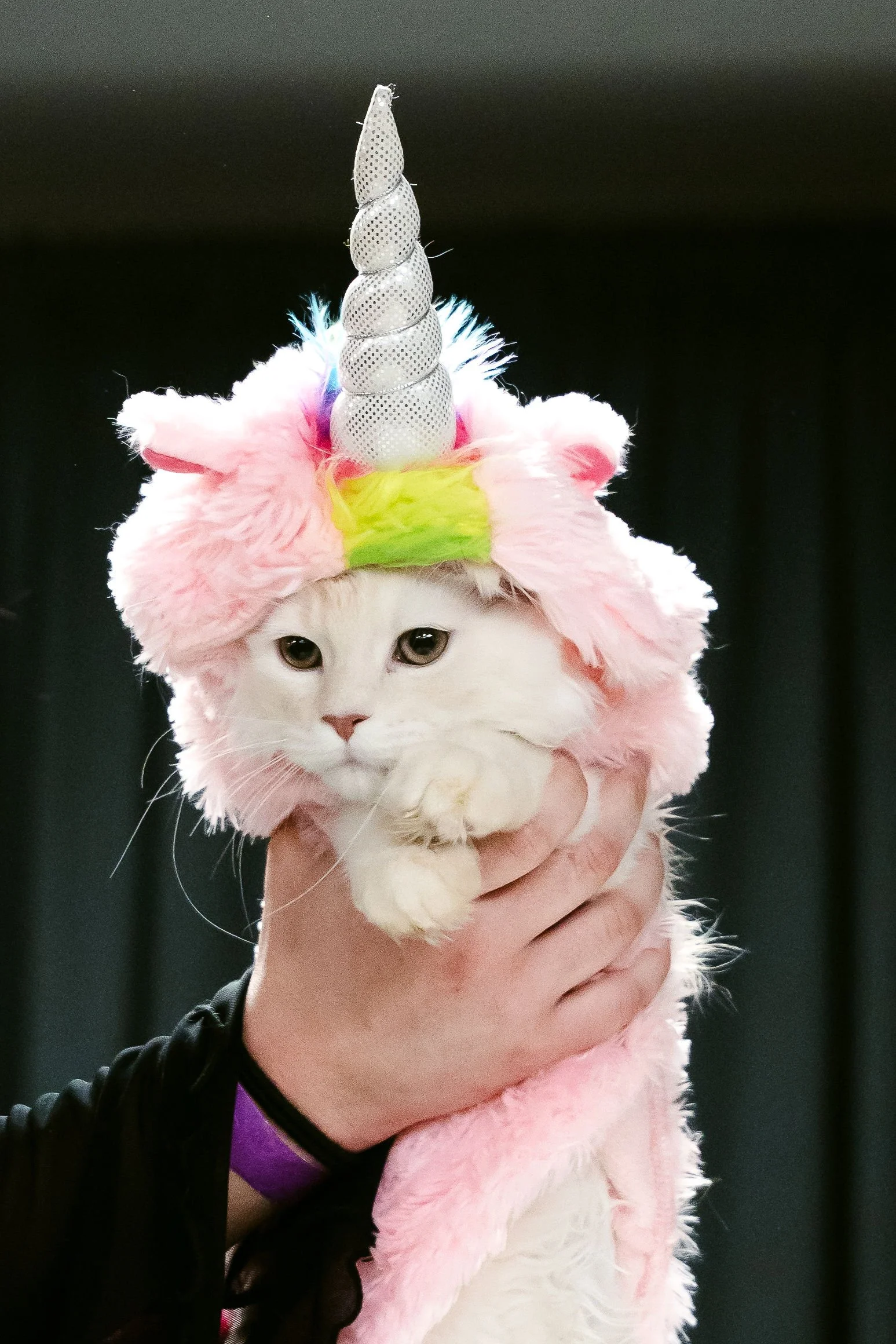meow mania best dressed-11.jpg