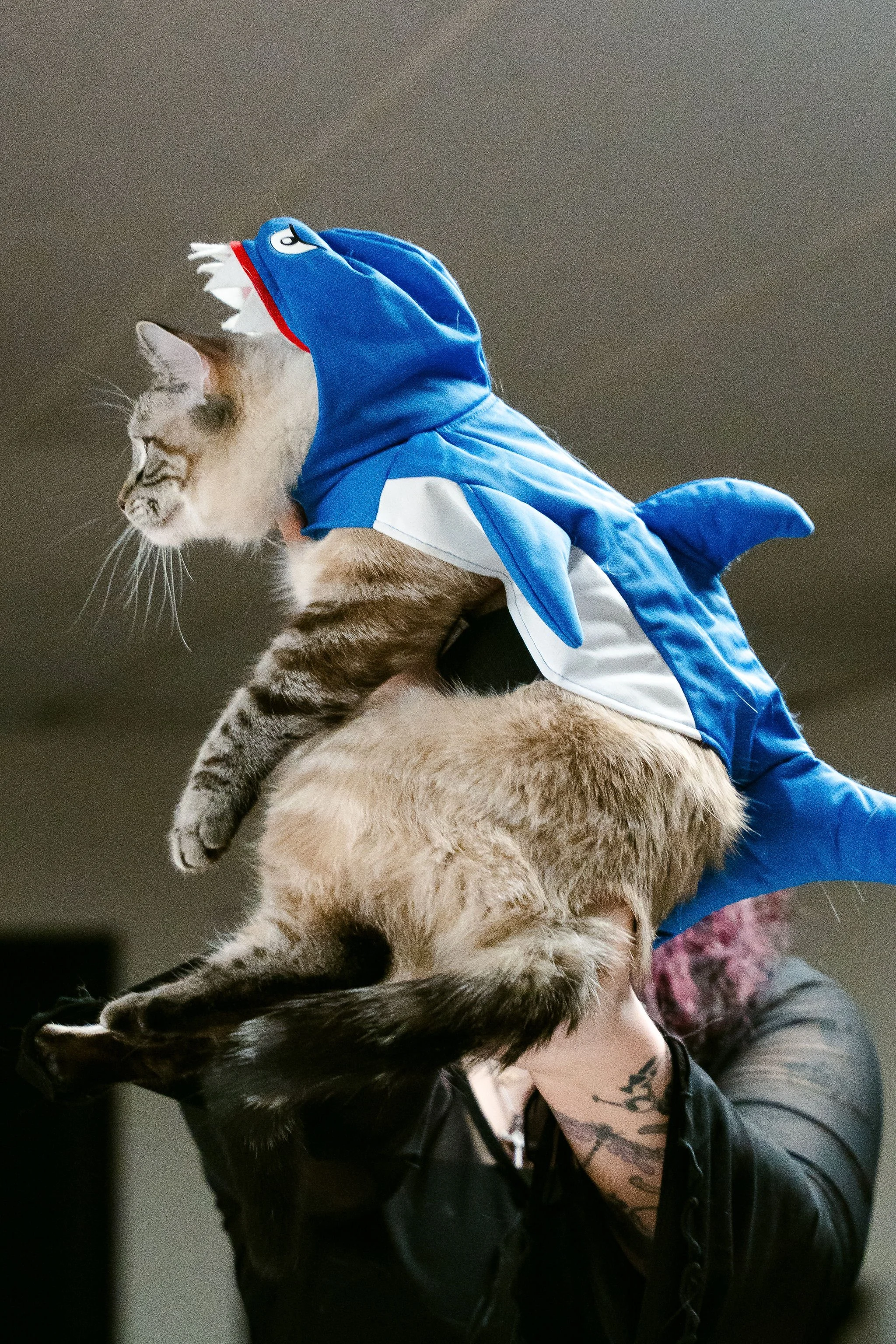 meow mania best dressed-8.jpg
