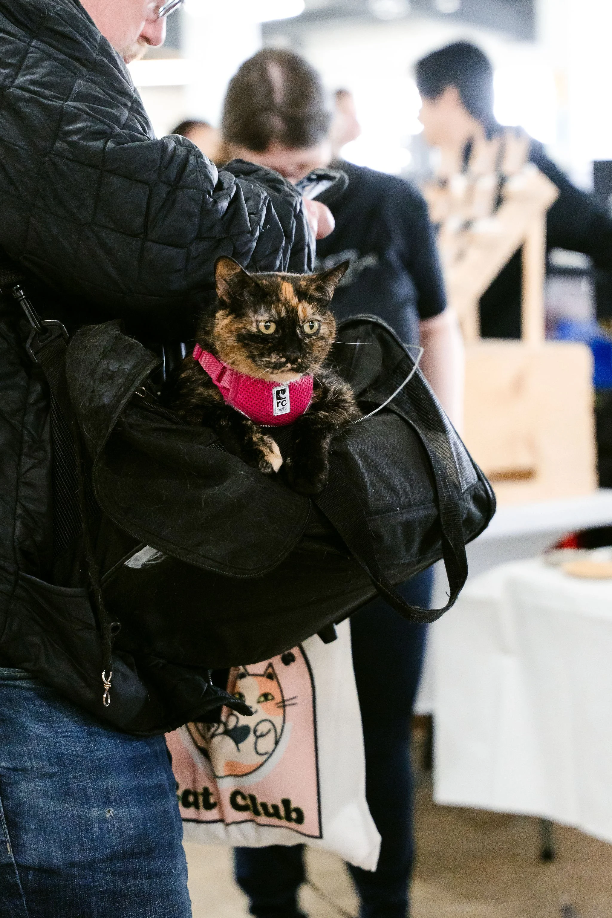 meow mania cats-27.jpg