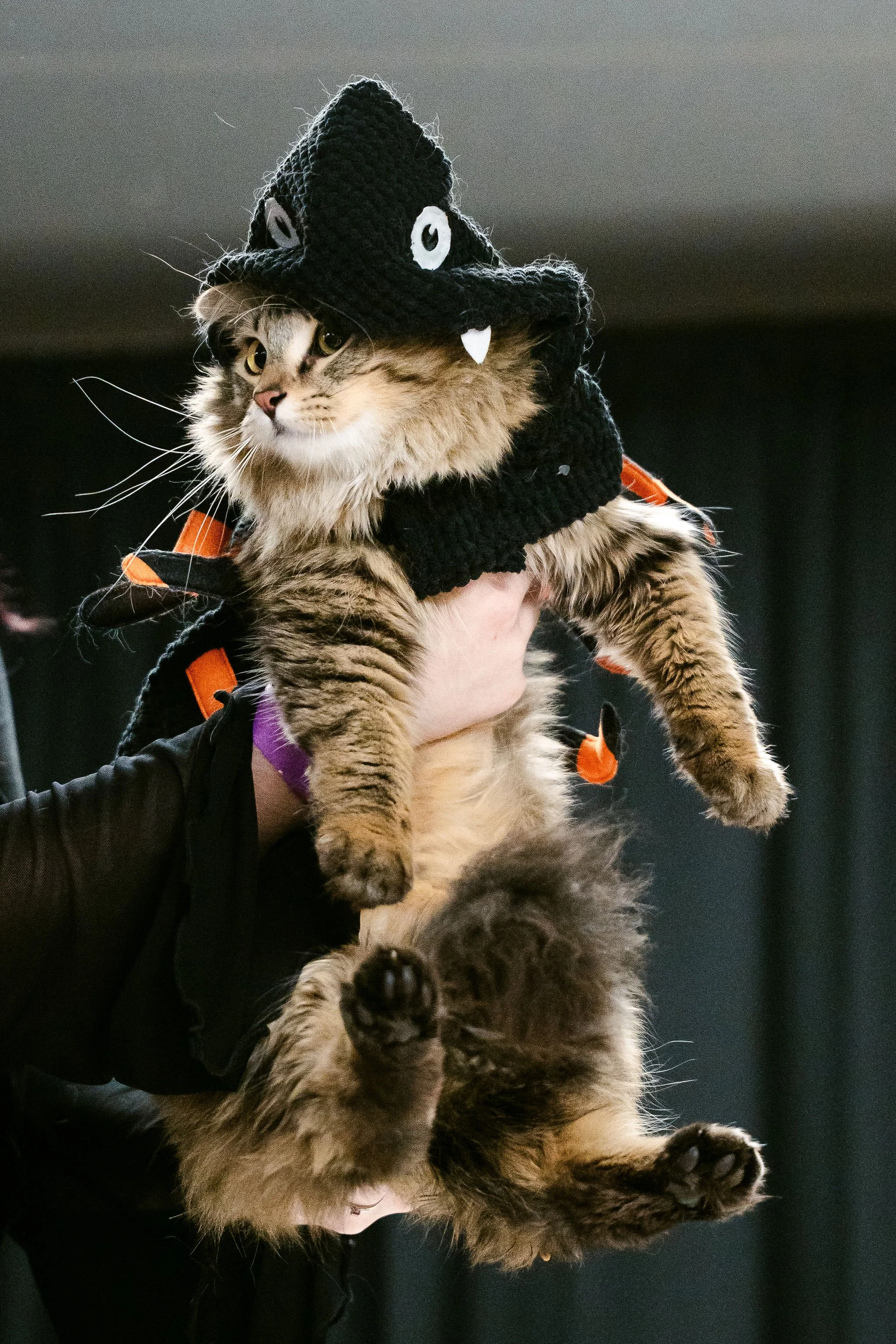 meow mania best dressed-17.jpg
