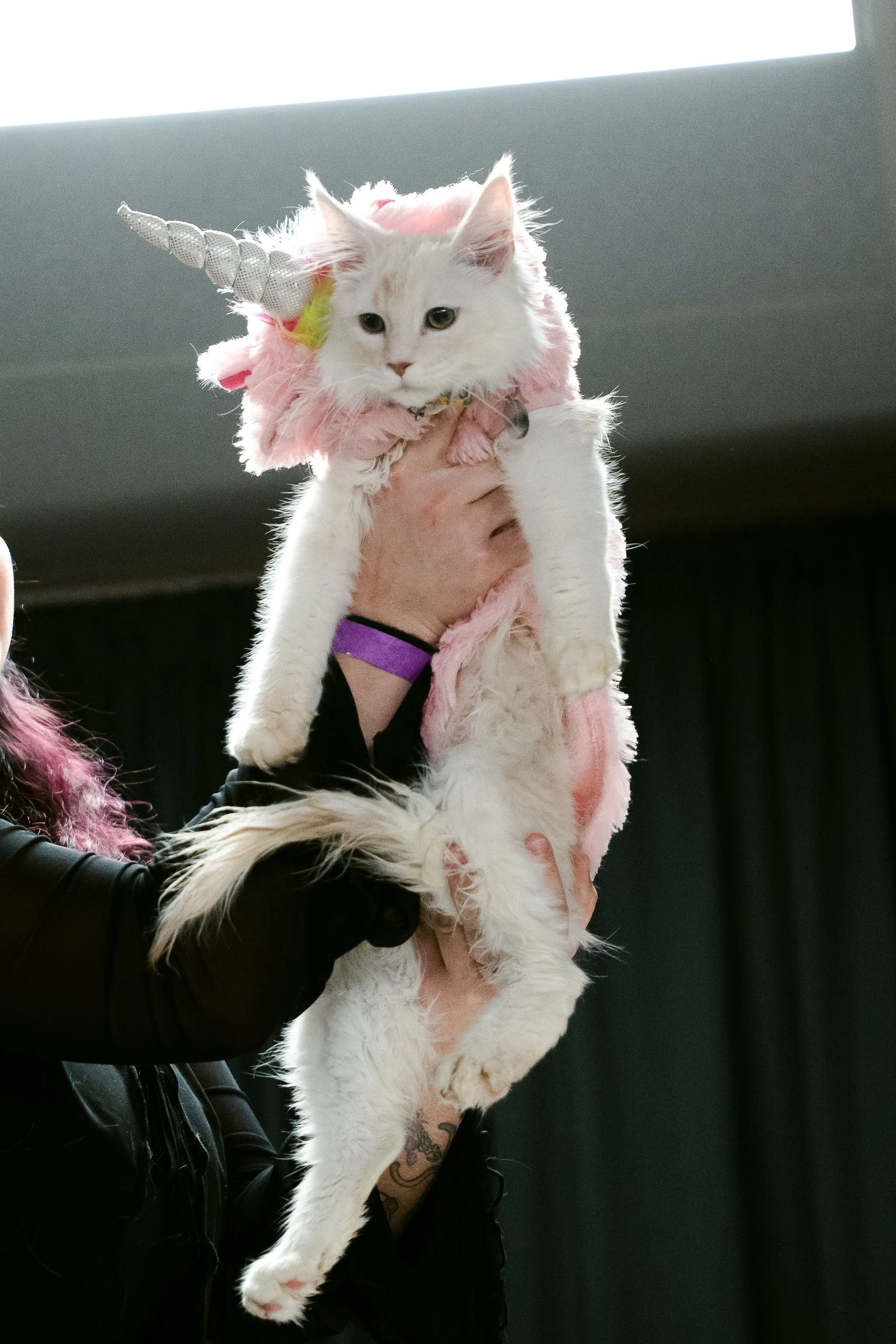 meow mania best dressed-9.jpg