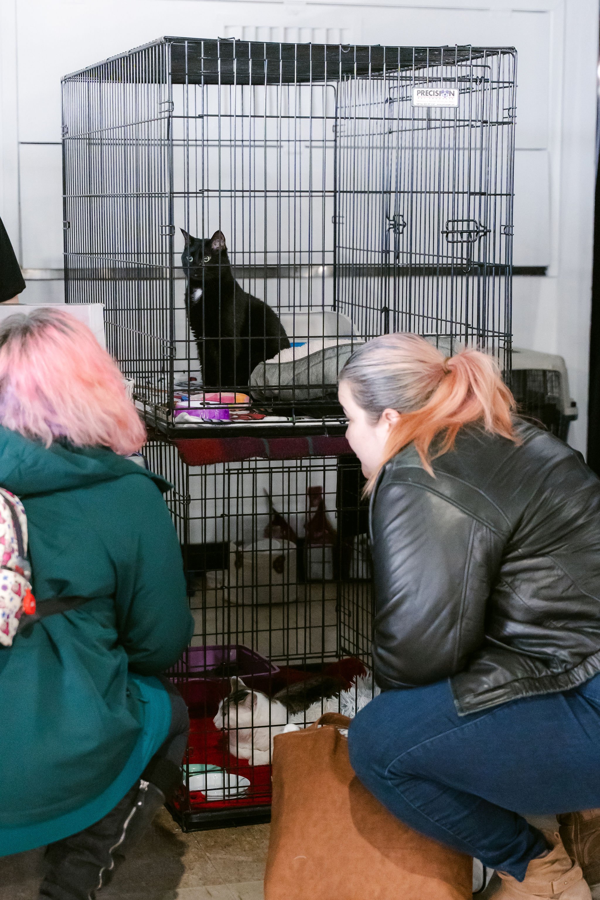 meow mania cats-20.jpg