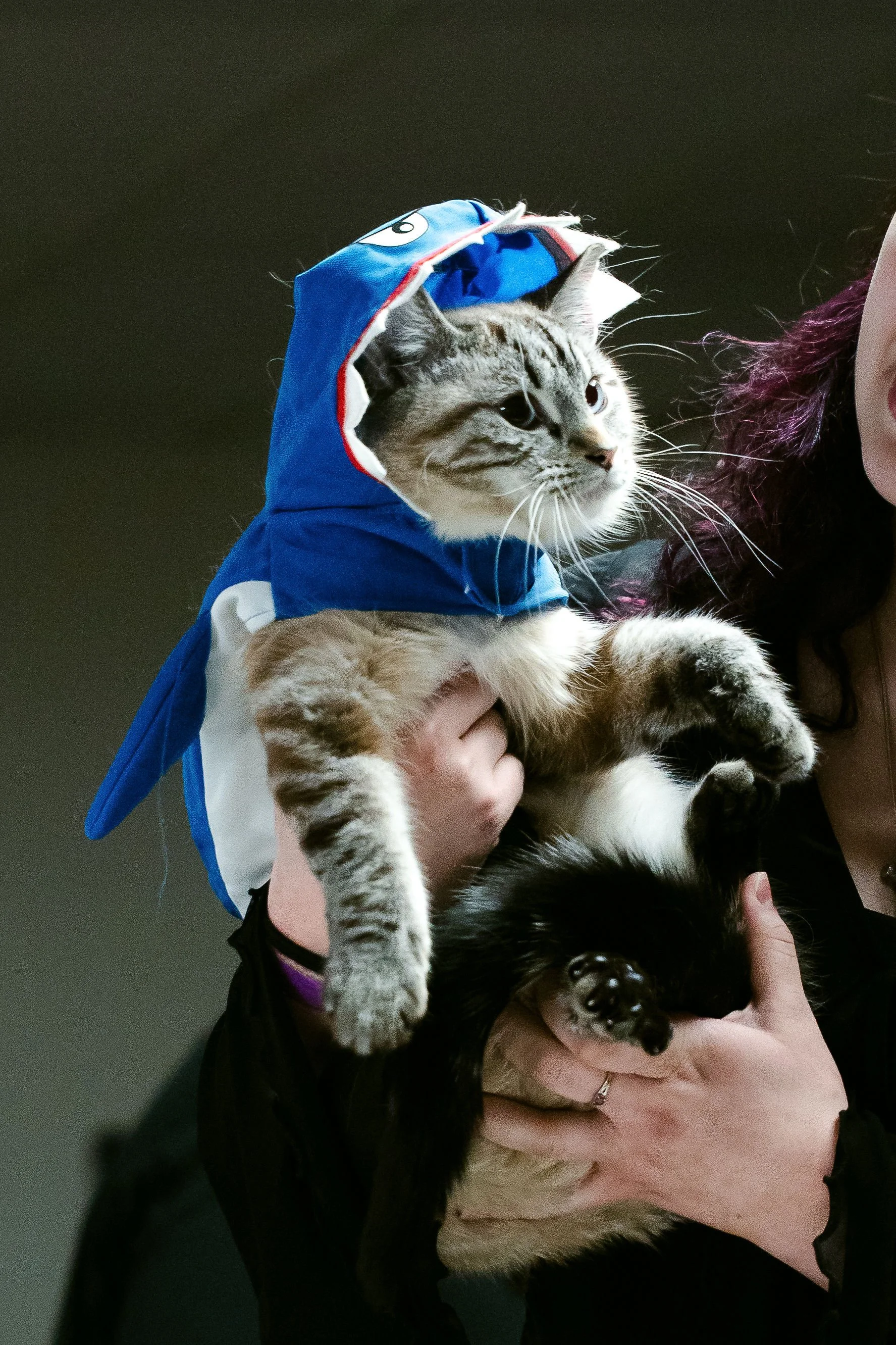 meow mania best dressed-7.jpg