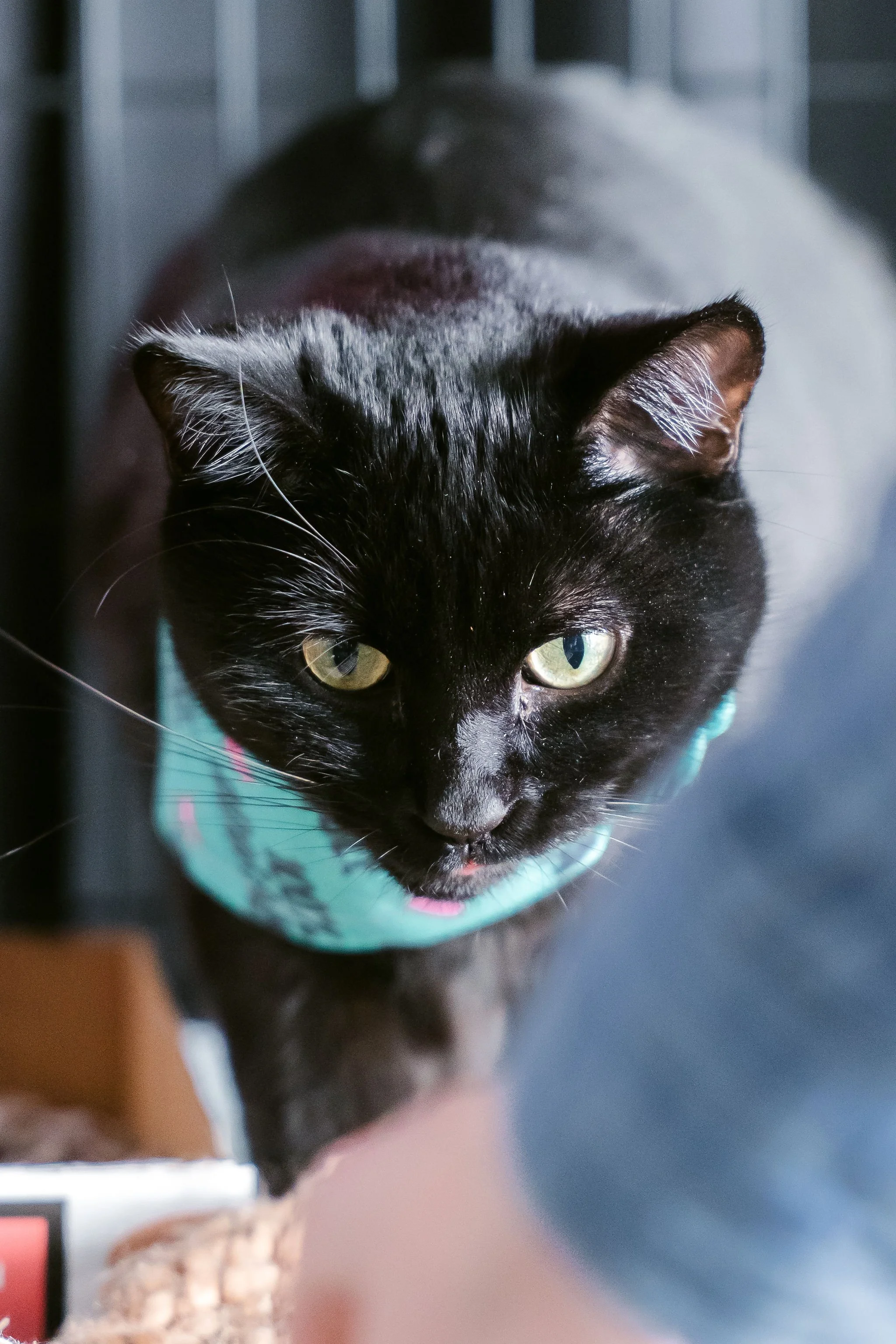 meow mania cats-15.jpg