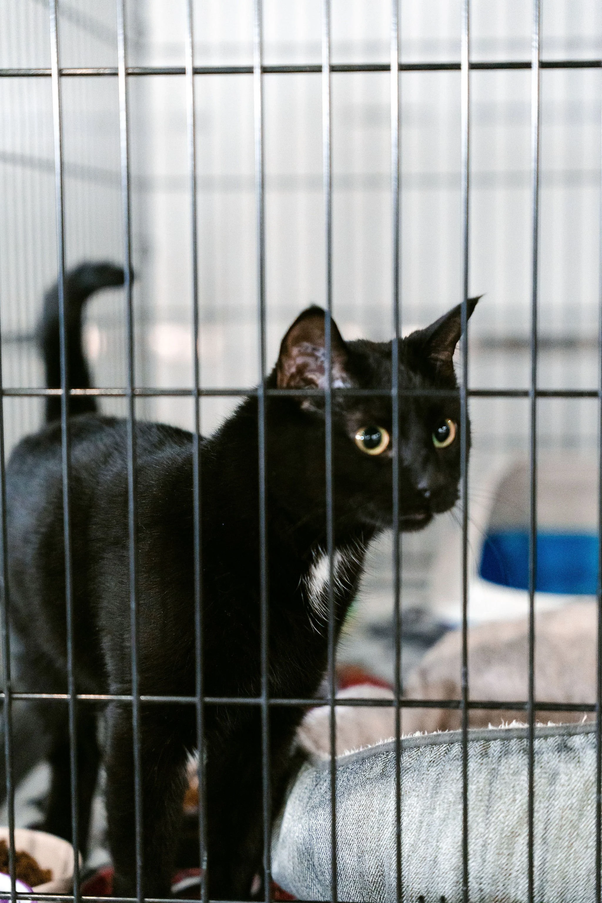 meow mania cats-2.jpg
