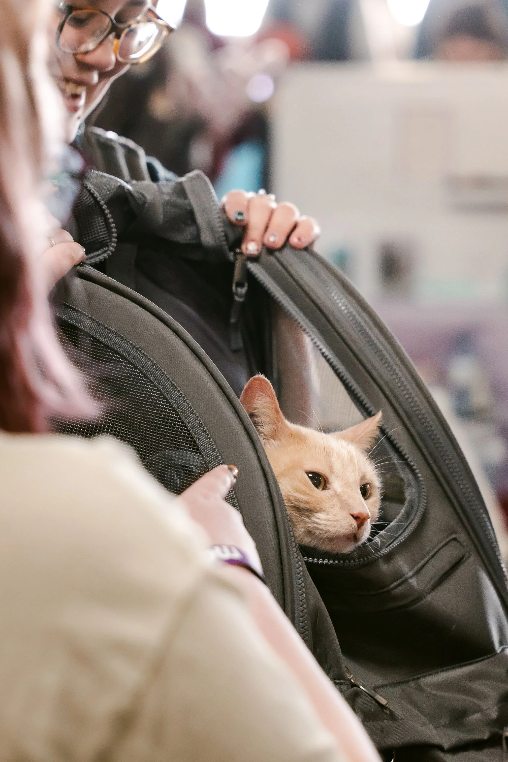 meow mania cats-40.jpg