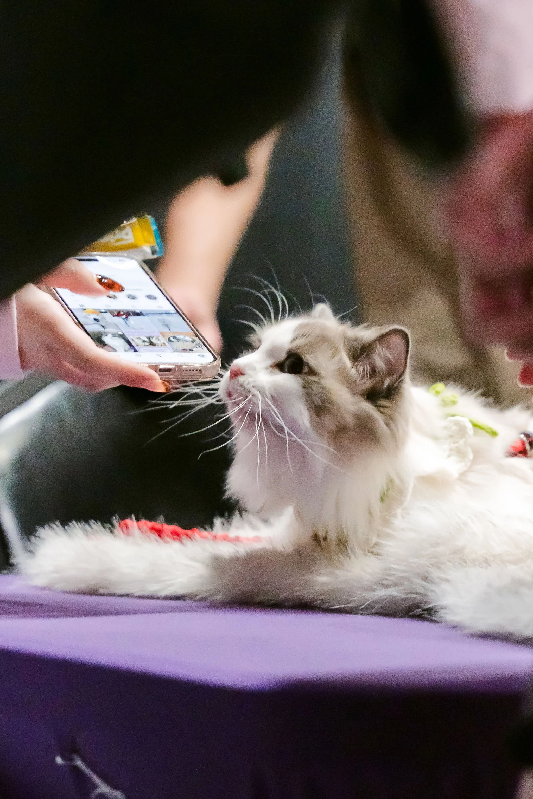 meow mania cats-33.jpg