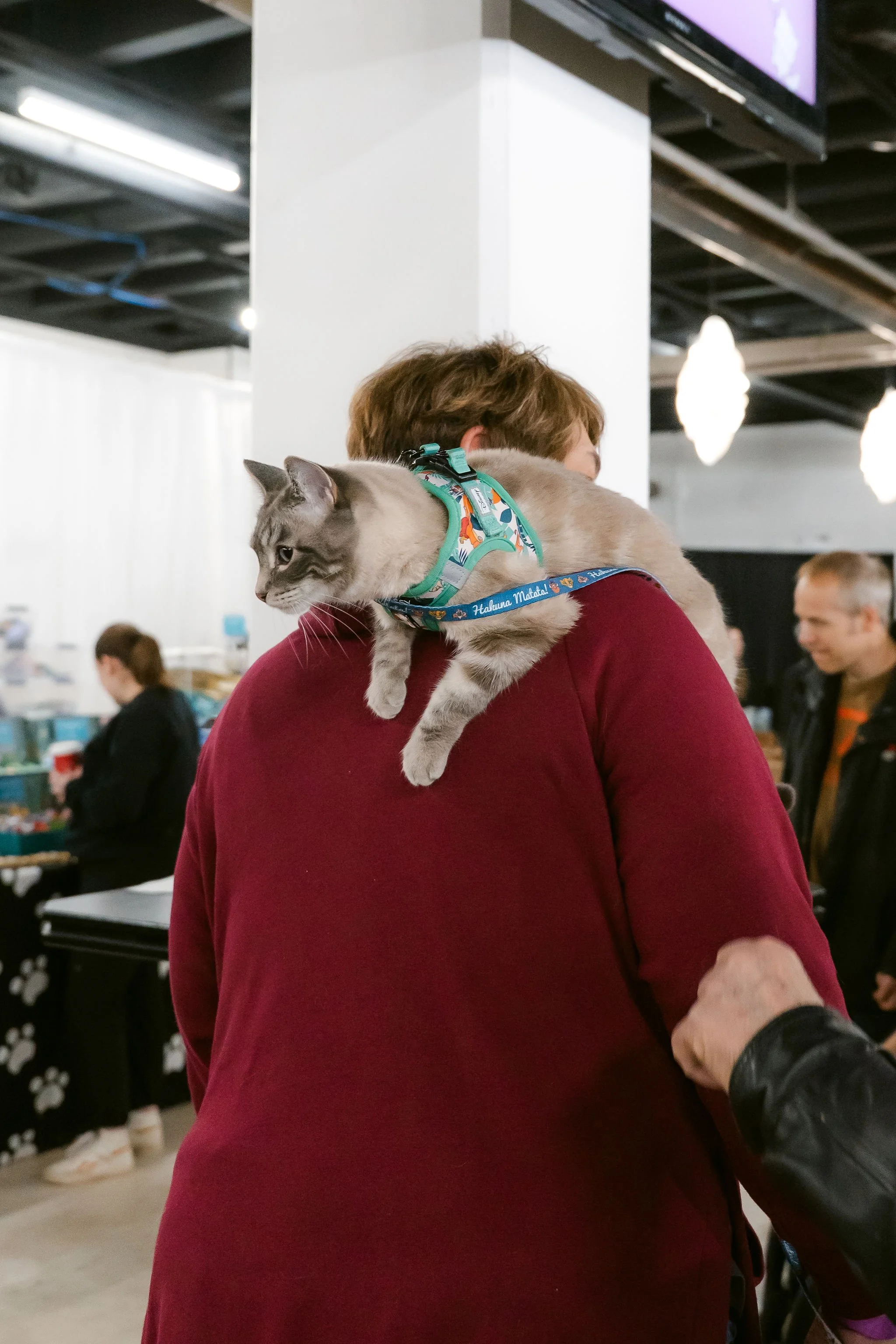meow mania cats-45.jpg