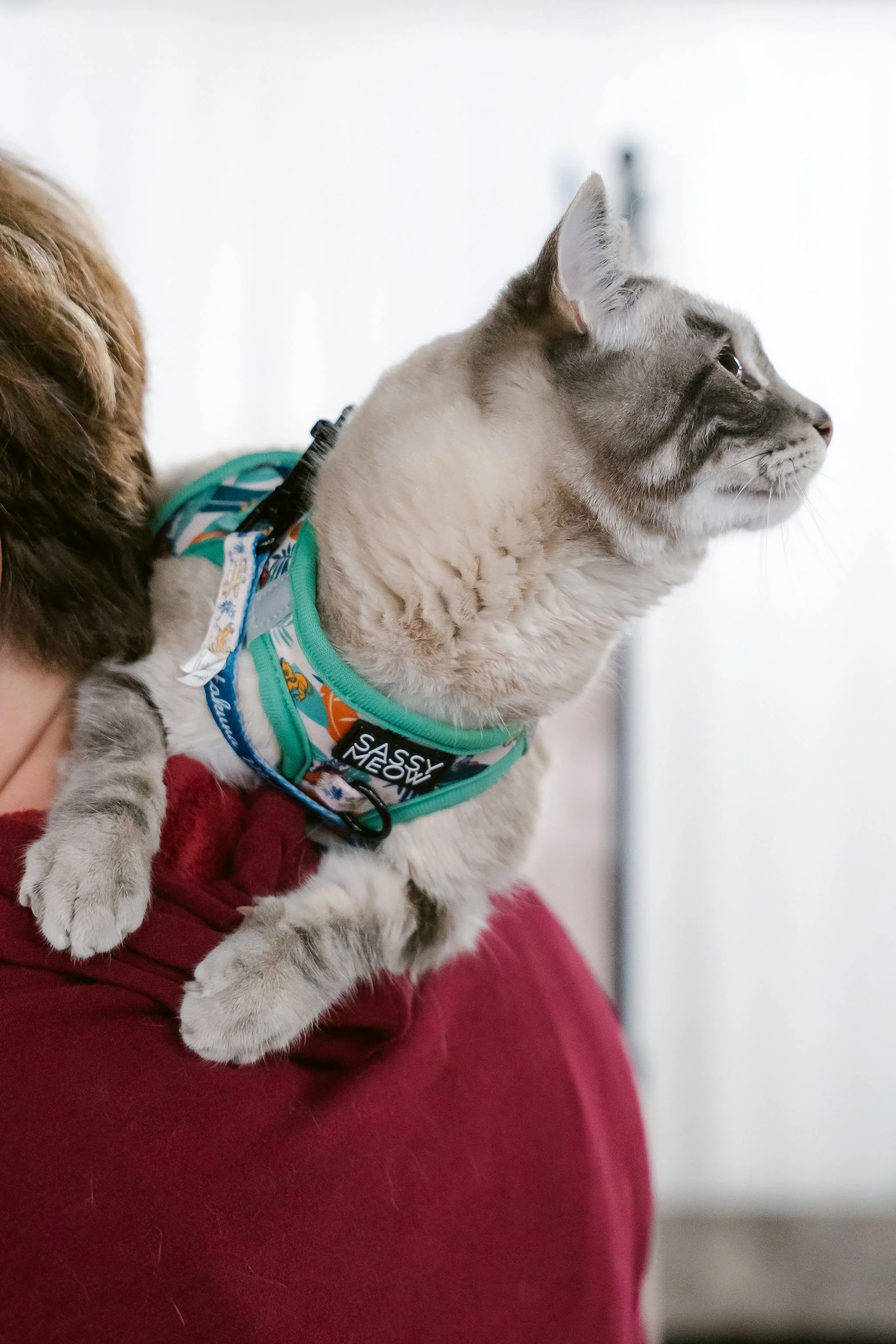 meow mania cats-43.jpg