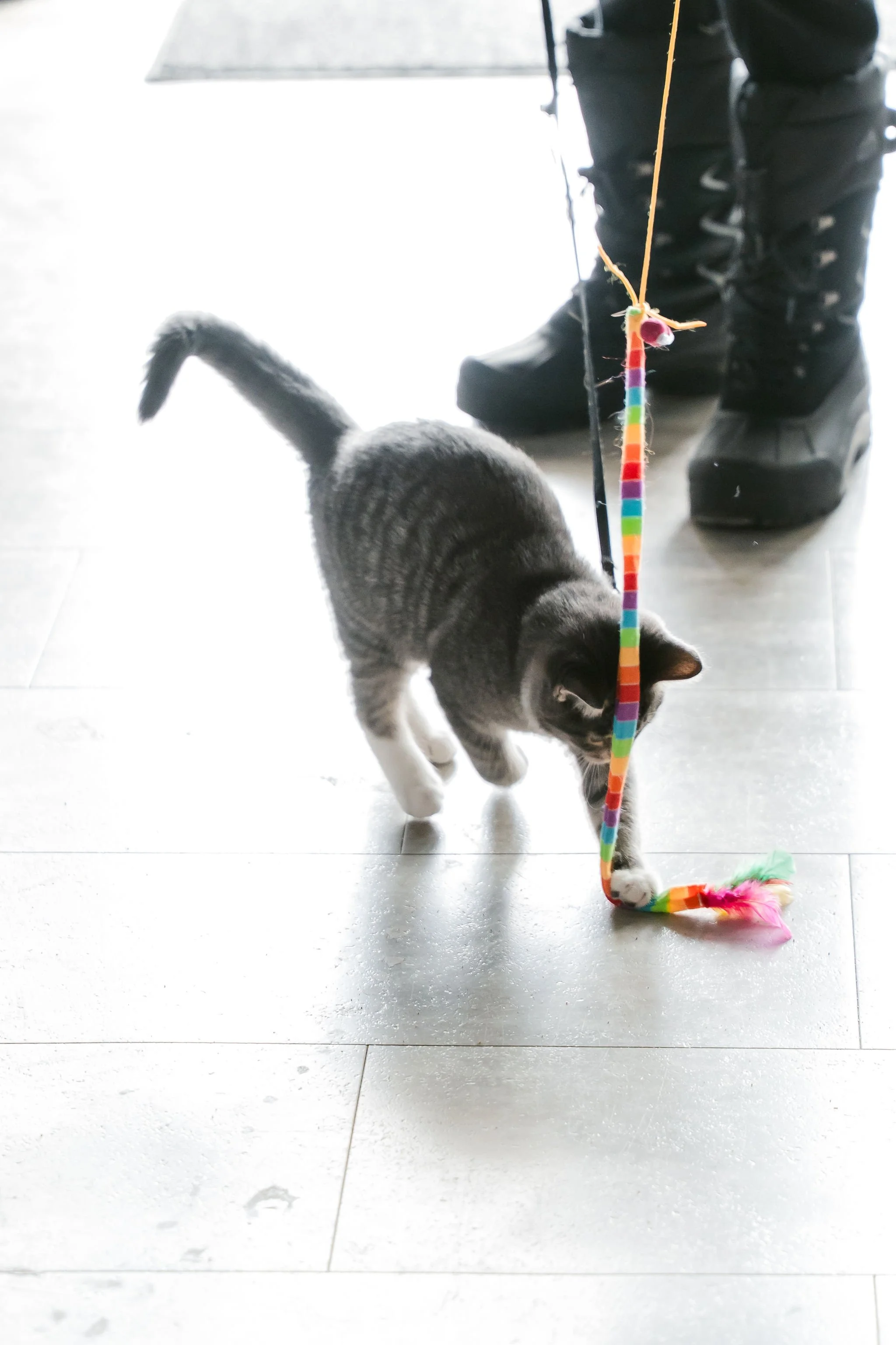 meow mania cats-23.jpg