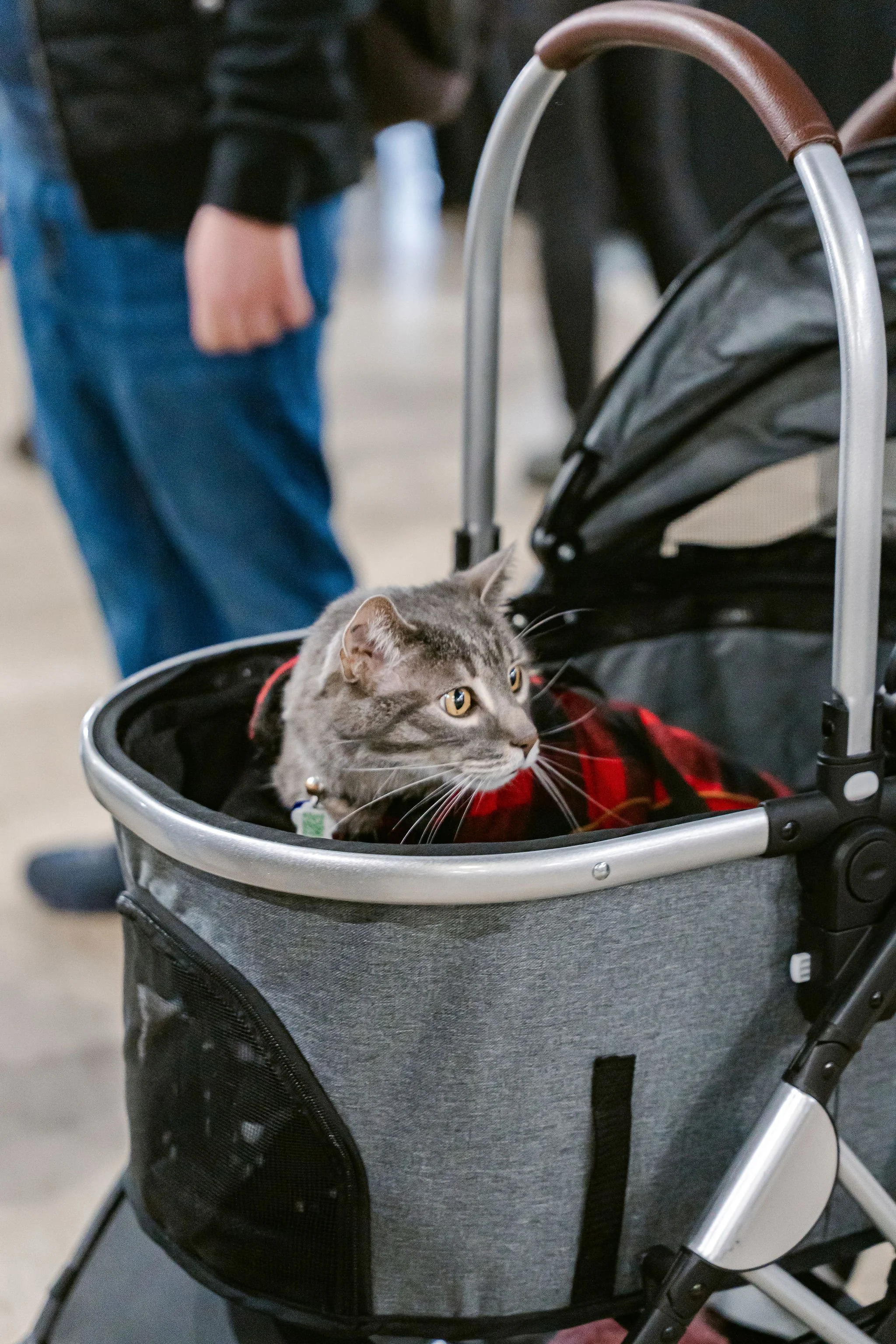 meow mania cats-48.jpg