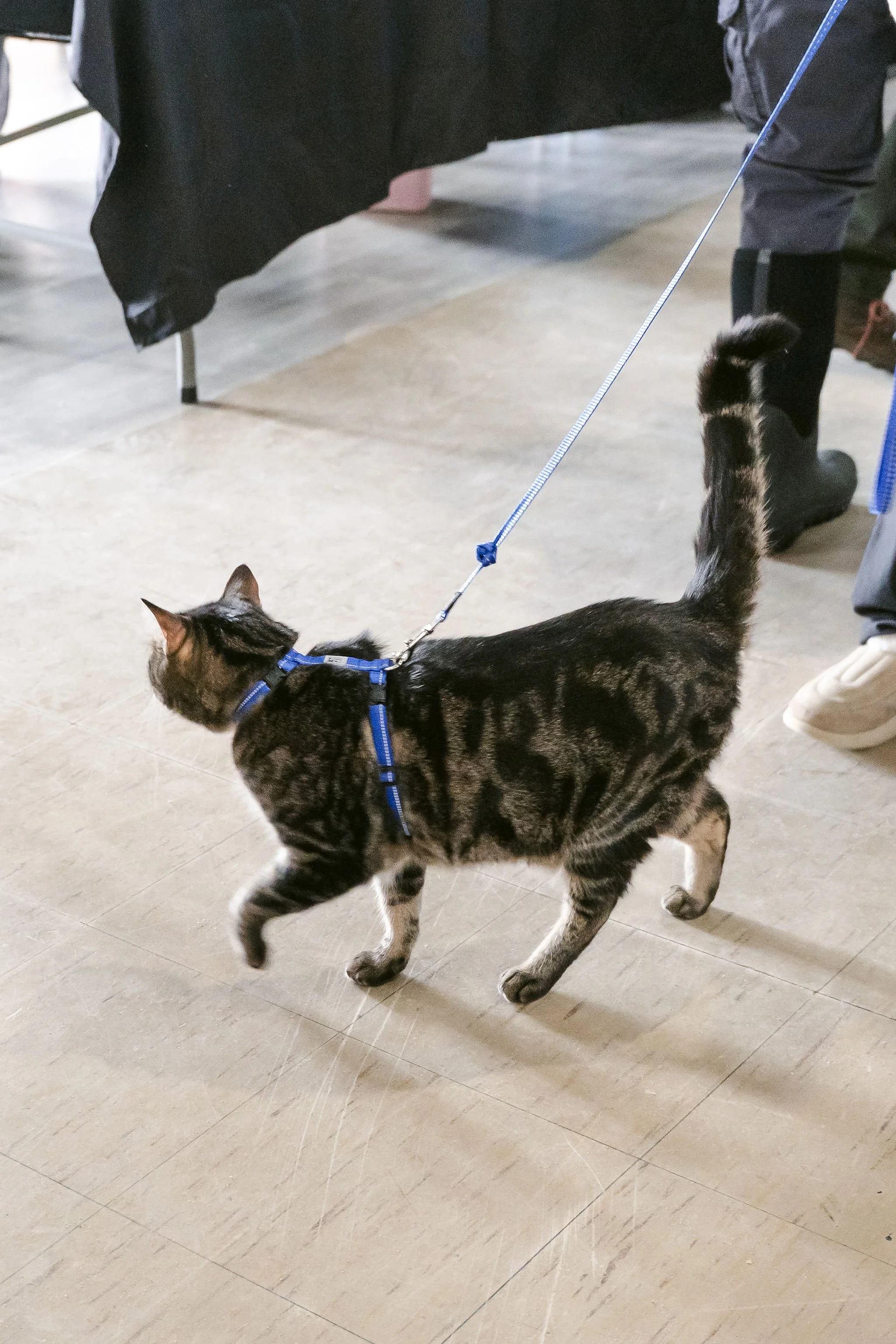 meow mania cats-41.jpg