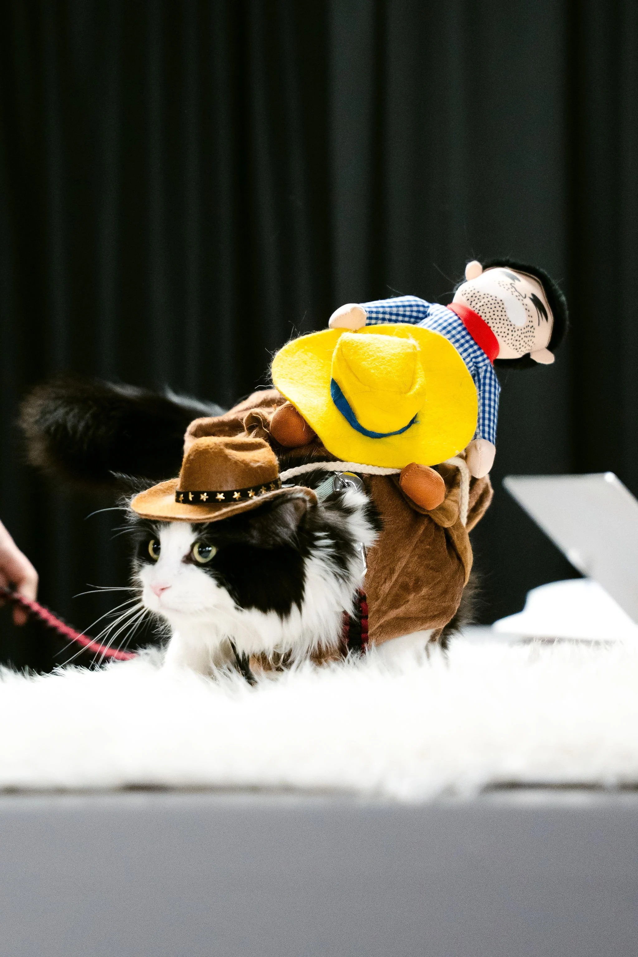 meow mania best dressed-21.jpg