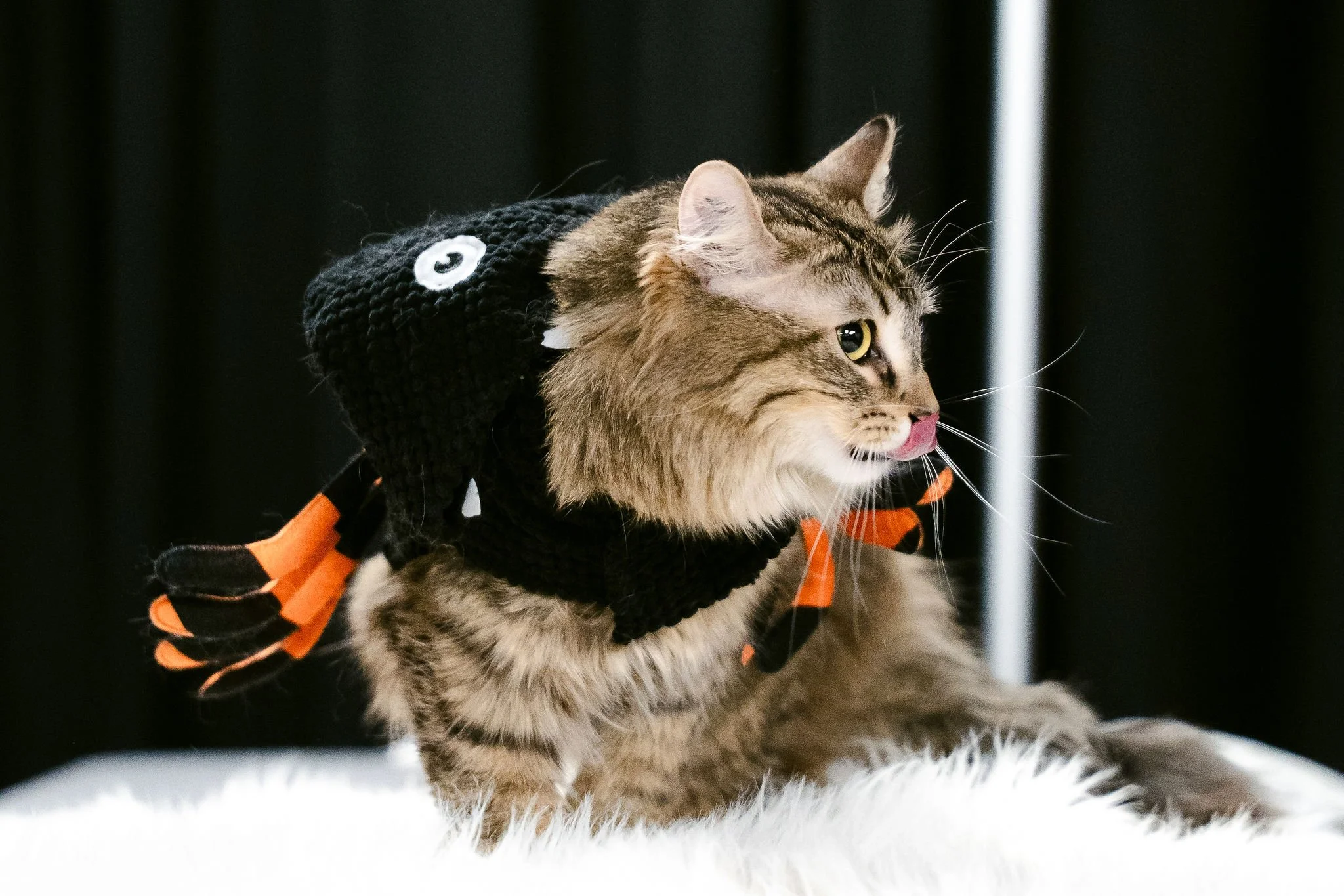 meow mania best dressed-18.jpg