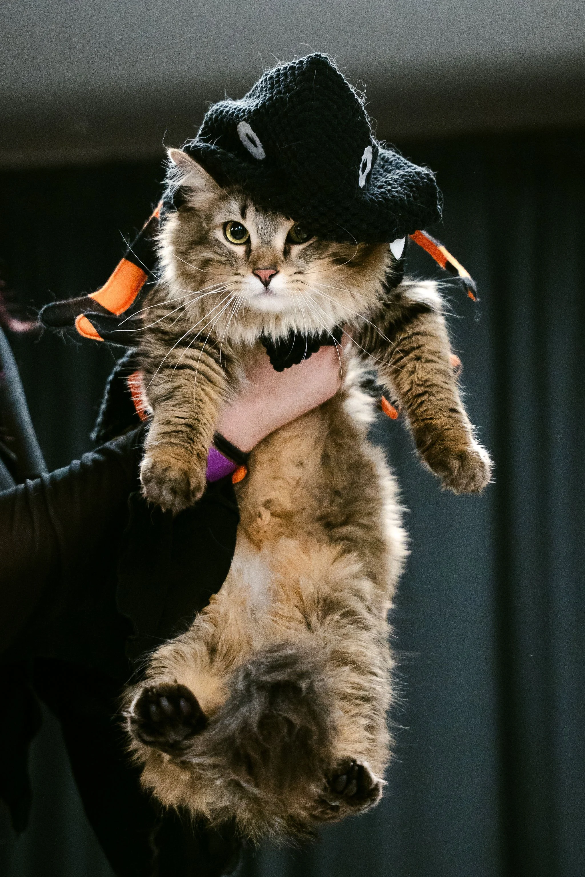 meow mania best dressed-16.jpg