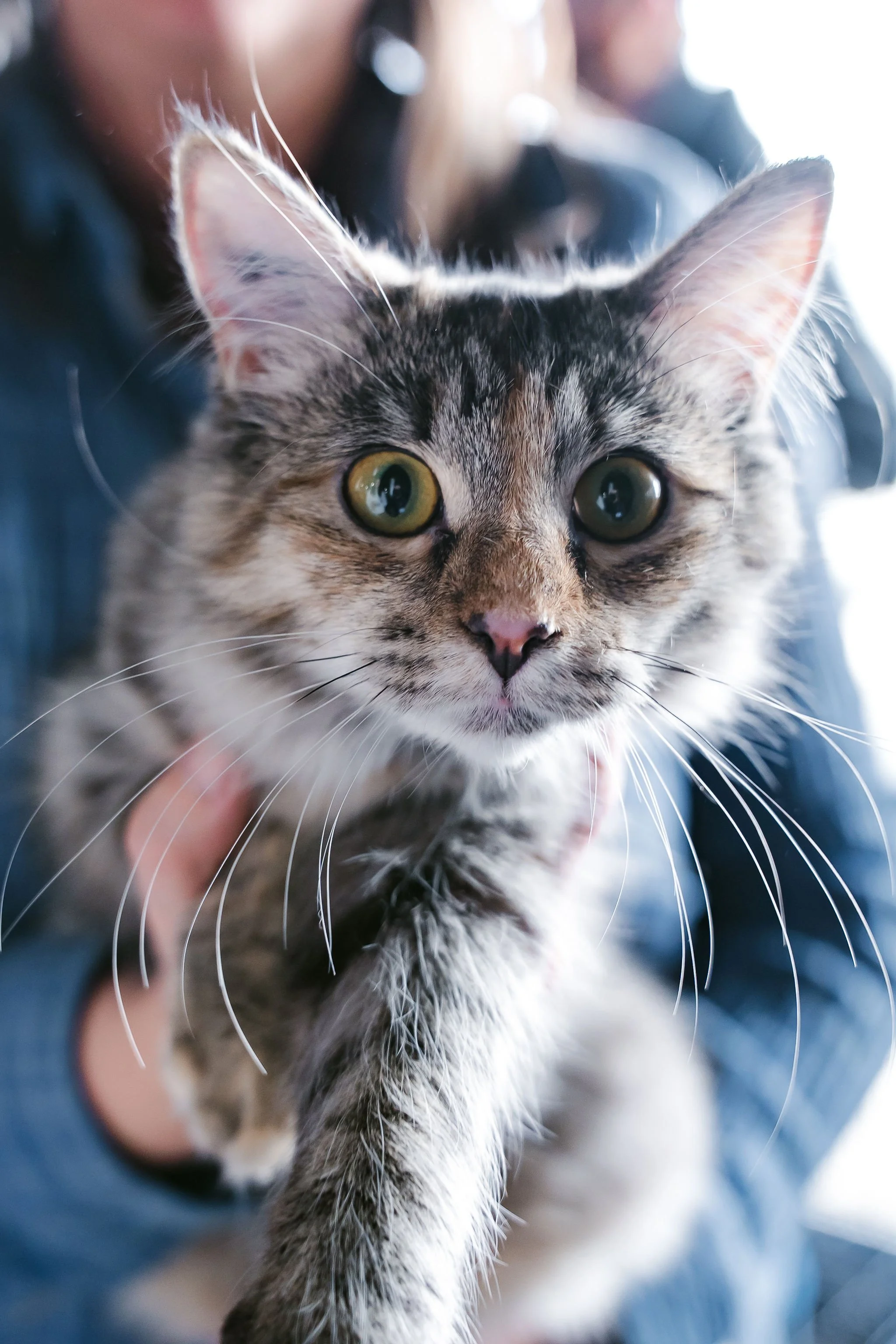 meow mania cats-18.jpg