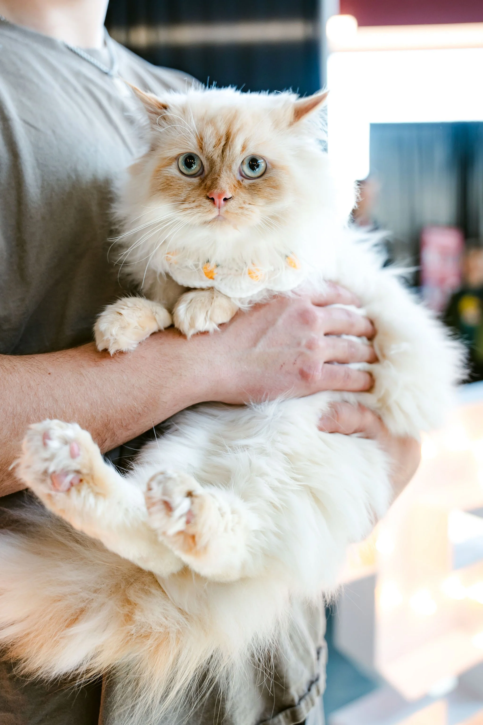 meow mania cats-58.jpg