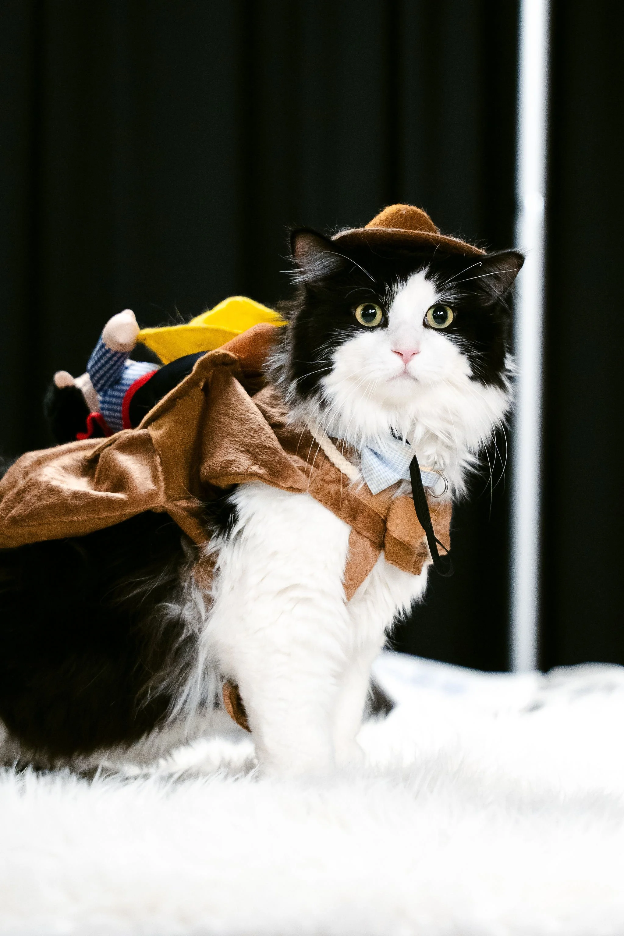 meow mania best dressed-22.jpg