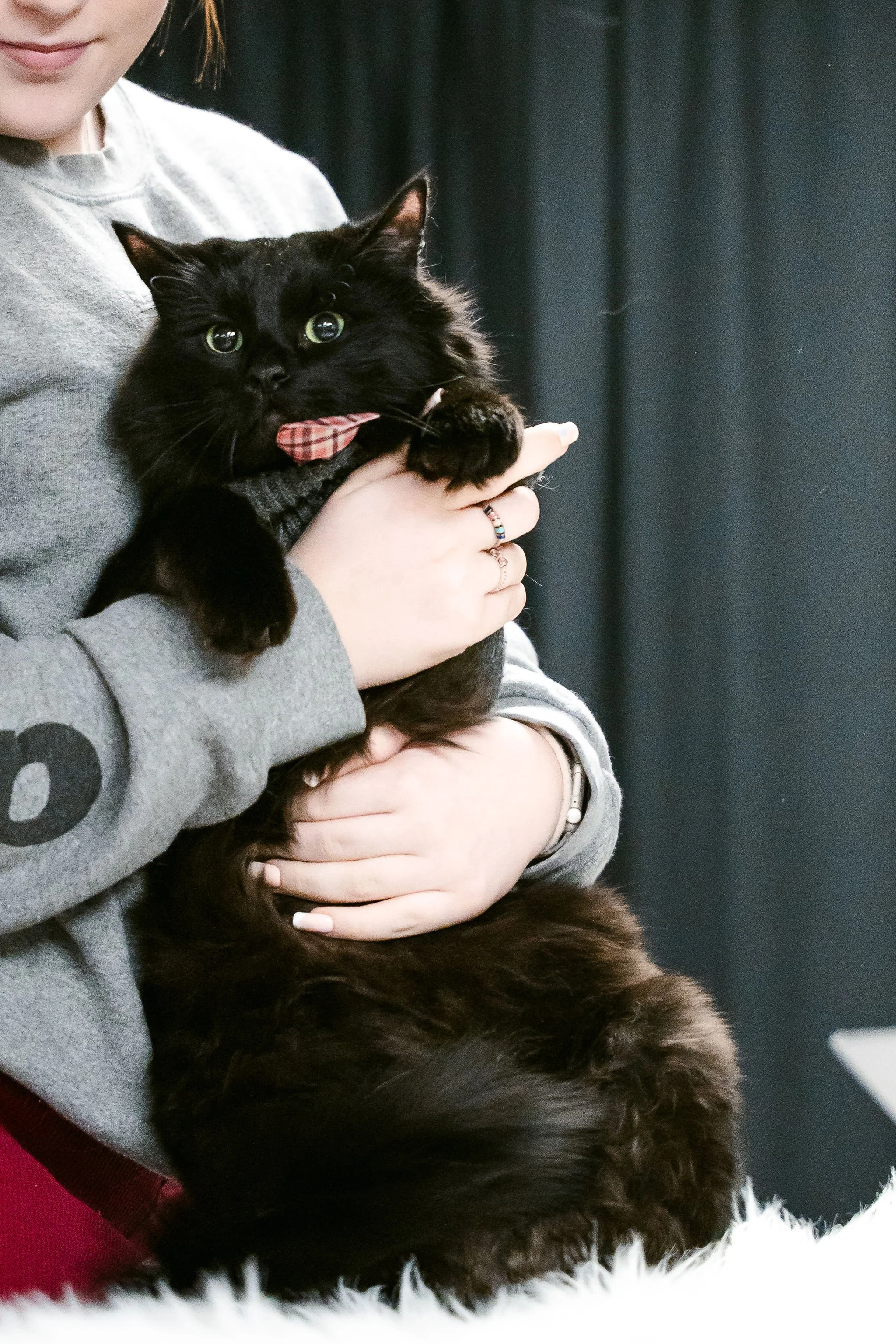 meow mania best dressed-14.jpg